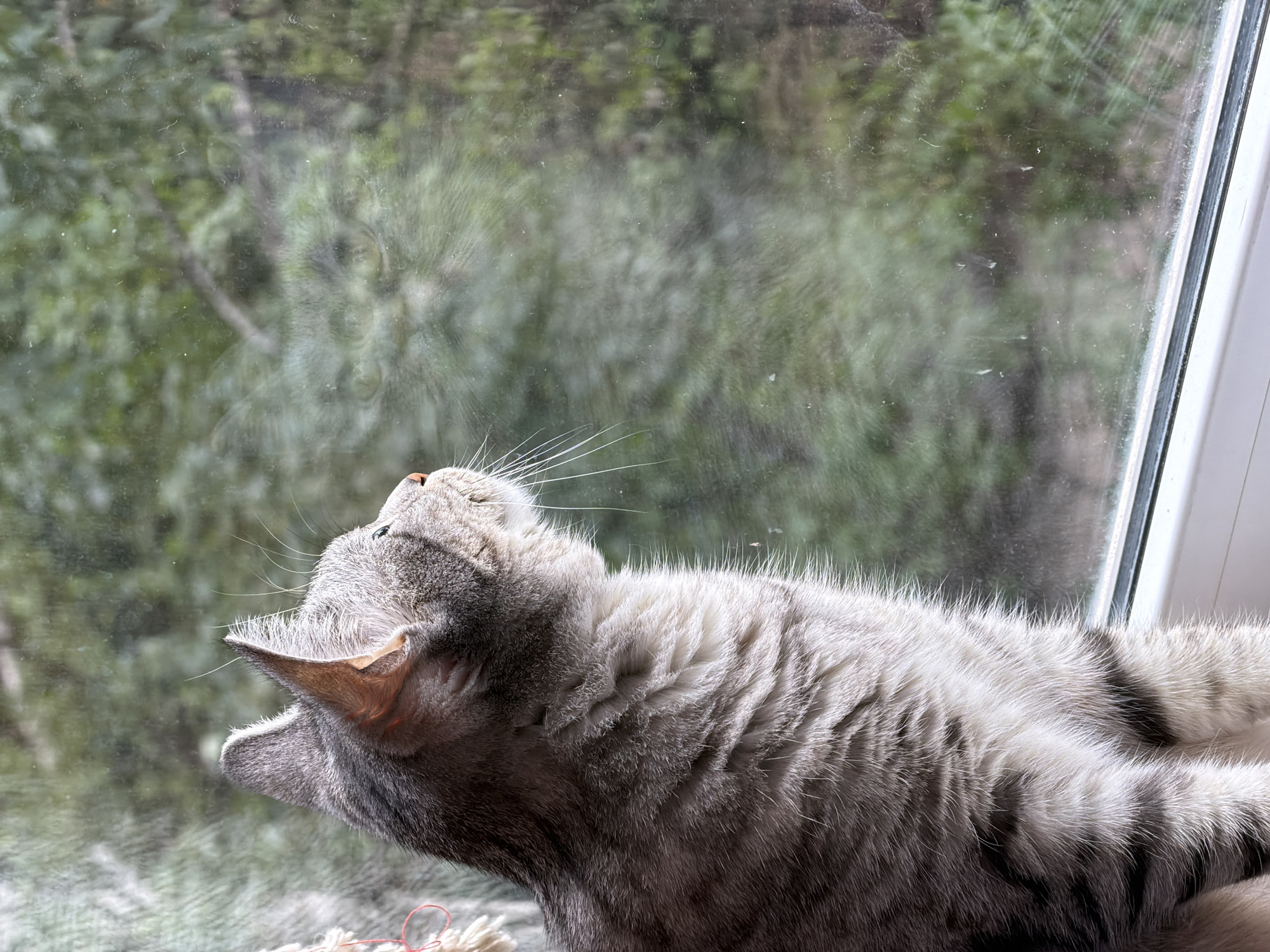 A tabby cat with grey and black stripes sits on a windowsill looking out a window at trees. The cat's fur is fluffy, and its ears are pointed upwards. Its eyes are partially closed, and its whiskers are prominent. The windowpane is smudged with dust and dirt, and there are some reflections on the glass. The background consists of blurry green trees and foliage, indicating an outdoor environment. A small piece of white fluffy material with red string is visible on the left side of the image, attached to the window frame or a curtain. The scene appears to be indoors, with the cat observing the outside world. There is no information to suggest the location is Ulyanovsk, Russia.