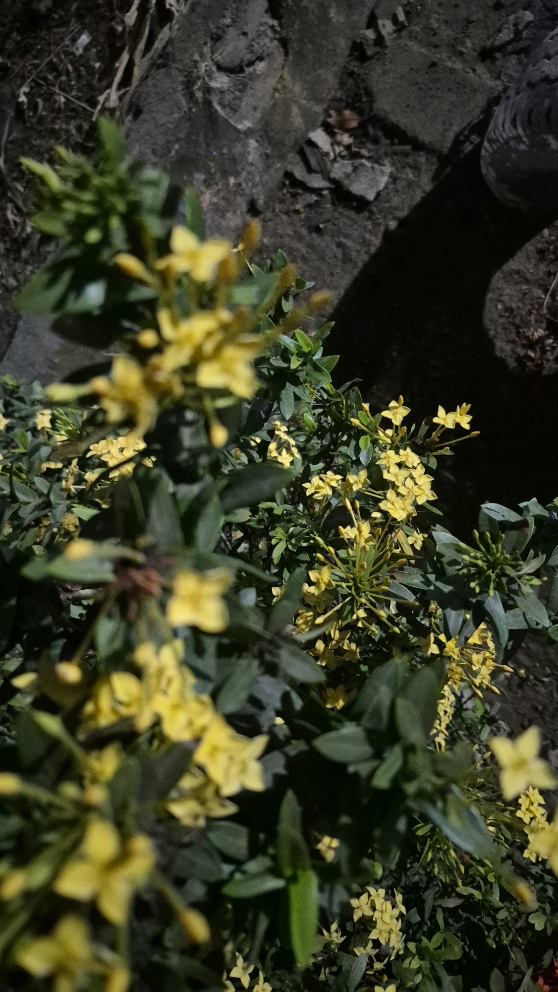 The image shows a close-up of a flowering plant with numerous small, bright yellow flowers and dark green leaves. The flowers are clustered together on stems, and some are in bloom while others are still buds. The background is out of focus, but appears to be a dark, textured surface, possibly stone or concrete, with some debris scattered on it. A shadow is cast across the background from the plant. The scene suggests an outdoor setting, likely a garden or a natural area. The location is identified as Putak, Indonesia. There are no people, animals, or specific actions depicted in the image; it is a still life of the plant and its surroundings.