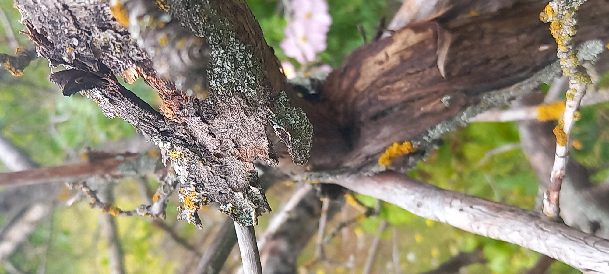 The image displays a close-up, upward-angled view of aged, gnarled tree branches in an outdoor setting, likely a garden or natural area in Kryvyi Rih, Ukraine. The main subject is a thick, weathered branch running diagonally across the frame, characterized by rough, peeling bark and intricate textures. Numerous patches of lichen adhere to the bark, featuring both greyish-green and vibrant yellow formations, indicating environmental conditions conducive to their growth. Smaller, thinner branches extend from the main structure, also adorned with lichen.
The background is softly blurred, revealing green foliage and faint hints of delicate pink flowers, suggesting a flowering plant or tree in bloom. The lighting appears natural and diffuse, typical of daytime conditions without harsh sunlight. There are no people, animals, or artificial objects visible in the frame, and no discernible text. The image emphasizes the natural details and organic textures of the tree branches and their symbiotic growths.