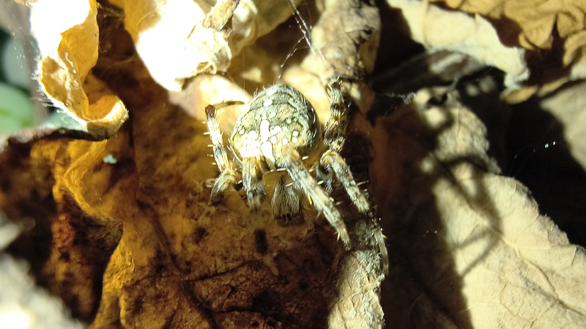 A close-up, high-angle shot shows a European garden spider (Araneus diadematus) positioned on a dried leaf. The spider is facing away from the camera, with its abdomen and legs clearly visible. The abdomen is rounded and displays a pattern of light and dark markings. Its eight legs are spread out, with hairs visible along their length. The spider is on a textured, brown and yellow surface, likely a fallen leaf, with other dried leaves in the background, some illuminated by artificial light which casts shadows. There are fine spiderwebs visible in the background and around the spider. The scene appears to be outdoors. This image was taken in Mikhaylovka, Russia.