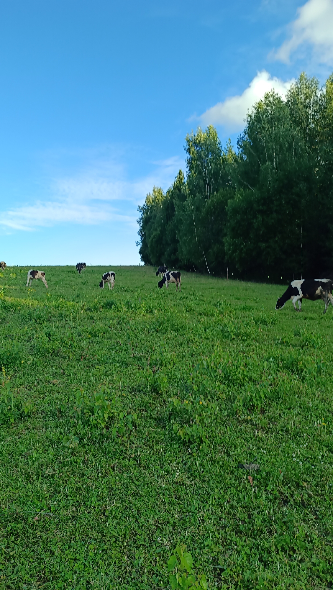 The image depicts a herd of dairy cows grazing in a lush green pasture under a bright blue sky with scattered clouds. The cows are black and white and are spread across the field, with some in the foreground and others further back. Behind the pasture, a dense line of trees forms a natural backdrop, suggesting a rural or semi-rural setting. The lighting indicates it is daytime, likely during the morning or late afternoon given the quality of the light. There are no human figures or buildings visible in the frame. The scene conveys a sense of natural tranquility and agricultural activity. The location is described as Karsha, Russia, though this specific location is not visually verifiable within the image itself.