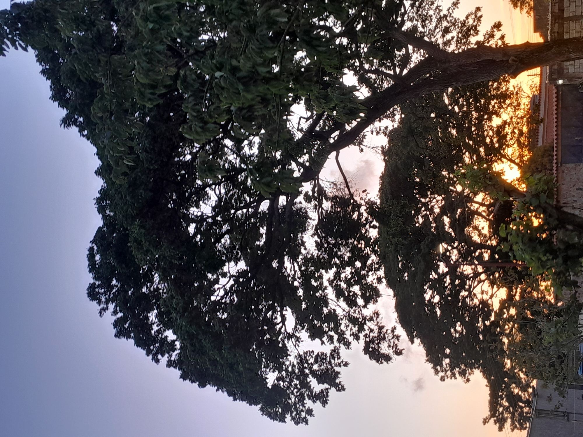 The image depicts a view of trees silhouetted against a twilight sky in Santa Ana, Venezuela. The sky exhibits a gradient of colors, transitioning from a light blue at the top to a pale orange near the horizon, indicating either sunrise or sunset. Two large trees with dense foliage dominate the foreground and midground, their branches and leaves forming intricate patterns against the sky. The tree on the right, with its thicker trunk and more visible bark, is closer to the viewer and casts a strong silhouette. In the background, a line of buildings with reddish-tiled roofs is visible, interspersed with other trees. The overall scene is serene and natural, capturing the ambient light of dusk or dawn.