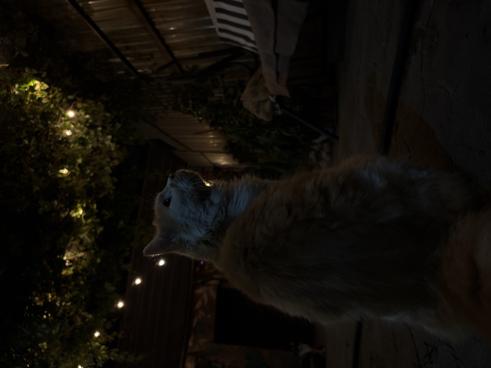 An orange cat is in the foreground, looking upwards and to the right. The cat is fluffy with long fur. It is sitting on a rough, dark ground. Behind the cat, strings of small lights are draped across branches of lush green foliage. The lights are warm yellow and create a bokeh effect. In the mid-ground, a wooden fence is visible on the right. Partially obscured by foliage, a dark doorway or opening is on the left. A swing set with a striped cushion is visible to the right of the doorway, behind the cat. In the far background, to the left of the doorway, a smaller black and white cat is standing. The overall scene is dimly lit, suggesting it is nighttime or late evening. The environment appears to be an outdoor space, possibly a backyard or patio. There are no discernible landmarks or details that would indicate the city of Almaty, Kazakhstan.