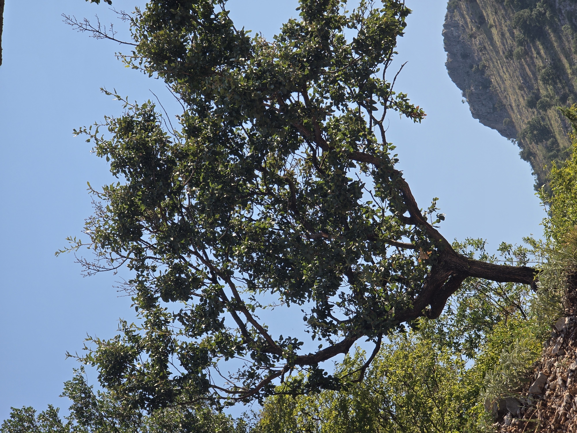 The image captures a sunlit outdoor scene dominated by a mature tree with a dark, gnarled trunk and spreading branches laden with green leaves. The tree is positioned in the foreground, with its trunk appearing to emerge from a rocky incline covered with sparse vegetation. Behind the tree, a clear, light blue sky stretches across the upper portion of the frame. To the right, a rugged, rocky mountainside slopes upwards, dotted with scattered trees and patches of dry grass, bathed in sunlight. The overall environment suggests a natural, possibly mountainous or hilly terrain, consistent with areas surrounding cities like Podgorica, Montenegro. There are no people or animals visible in the image.