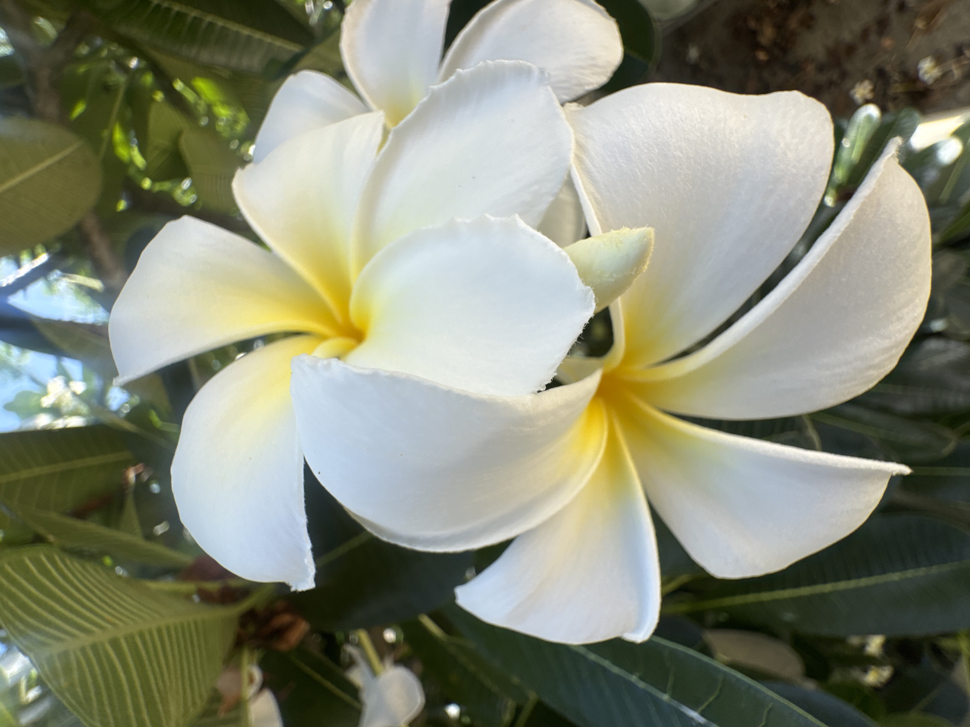 In this close-up, medium-shot photograph, two white plumeria flowers with yellow centers are in focus against a blurred background of green leaves and dappled sunlight. The flowers are arranged in a cluster, with one flower positioned slightly in front of the other. The petals are delicate and curved, with a slightly ruffled edge. The yellow centers are vibrant, creating a striking contrast with the white petals. The leaves in the background are dark green and lush, suggesting a tropical or subtropical environment. The sunlight filters through the leaves, creating a soft, diffused light that highlights the textures of the petals. The overall impression is one of natural beauty and tranquility.