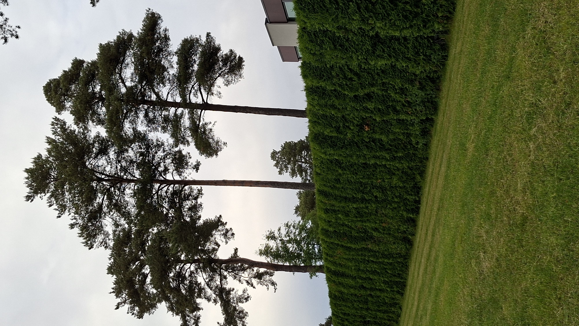 The image depicts a manicured lawn in the foreground, with distinct mowing stripes indicating a recent trim. A dense, tall hedge of evergreen foliage forms a sharp, verdant line across the mid-ground, acting as a visual barrier. Behind the hedge, several tall coniferous trees, likely pines, rise majestically against a muted, overcast sky. Their dark green needles and rugged bark are clearly visible. To the far right, a portion of a modern building with a dark roof and light-colored walls is partially visible, suggesting an urban or suburban setting. The overall scene is serene and well-maintained, evoking a sense of order and natural beauty. While the specific location within Tallinn, Estonia, is not explicitly indicated, the presence of mature pine trees and a well-kept landscape is consistent with many residential areas in the city, particularly those bordering or incorporating natural green spaces. No people or actions are captured in the frame.