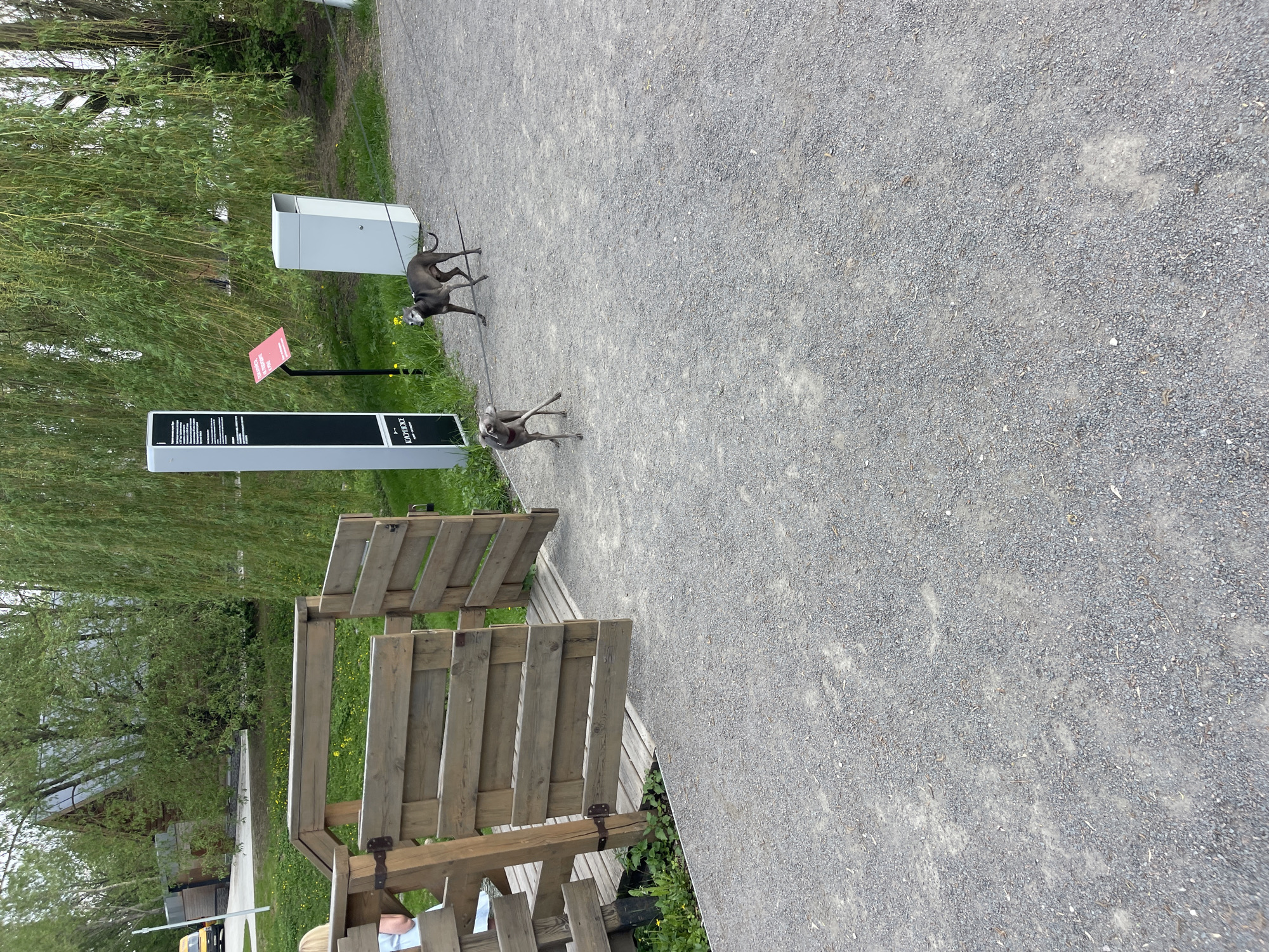 The image depicts an outdoor scene, likely a park or recreational area. The ground is covered in small gray gravel. To the left are wooden benches on a wooden platform. Next to the bench is a black rectangular sign, a red sign, and a white trash can. Two gray dogs on leashes are walking away from the trash can and signs. The scene is located in Moscow, Russia. The environment includes green trees and grass adjacent to the path. The photograph is oriented in a portrait fashion.