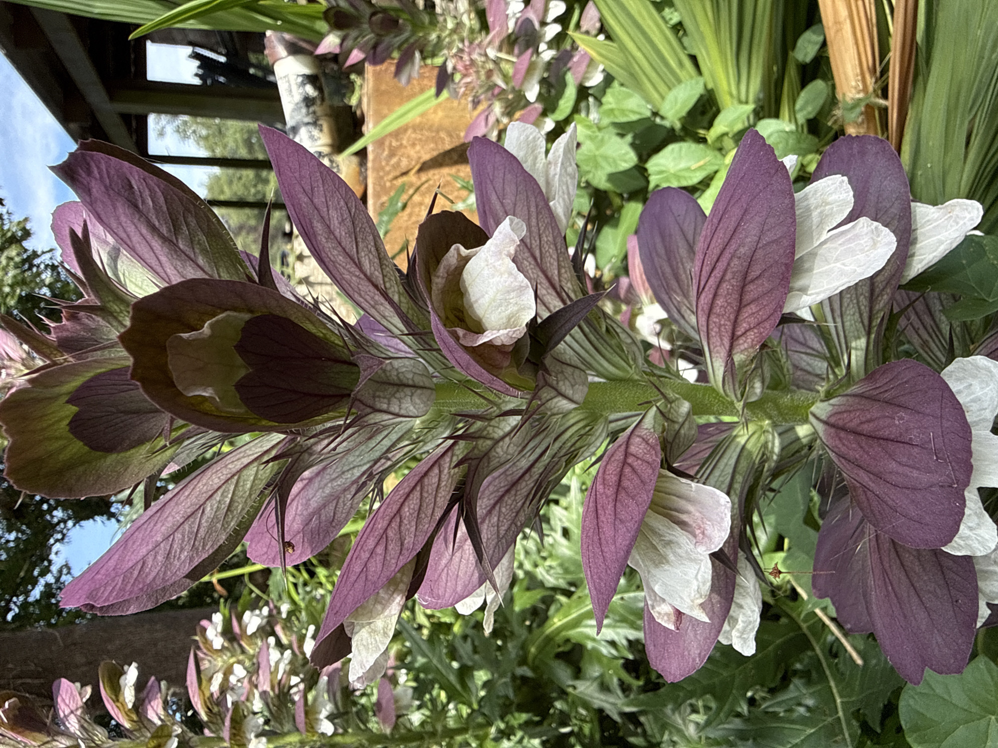 A close-up, eye-level, full shot of a tall, flowering plant with spiked purple bracts and white petals is centered in the frame. The plant is in an outdoor setting, likely a garden, with lush green foliage surrounding it. The background shows a tree trunk on the left, a blurred wooden structure with windows on the right, and a bright blue sky with some tree branches visible at the top. The plant's stem is thick and green, supporting numerous overlapping purple bracts that are tinged with green and have prominent veins. White petals emerge from between the bracts, appearing delicate and ruffled. The lighting suggests it is daytime with diffused sunlight. The overall impression is one of natural beauty and intricate detail.