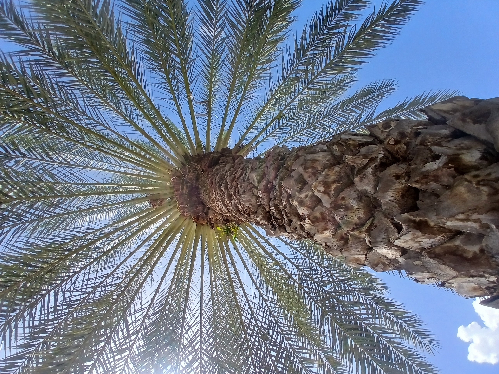 The image shows a low-angle view looking up at a palm tree against a bright blue sky with a few scattered clouds. The trunk of the palm tree is textured and brown, positioned to the right of the frame, angling upwards. Palm fronds spread out from the top of the trunk, filling the upper half of the image. Sunlight shines through the leaves, creating a bright effect at the bottom of the frame. The location is Unknown, Unknown.