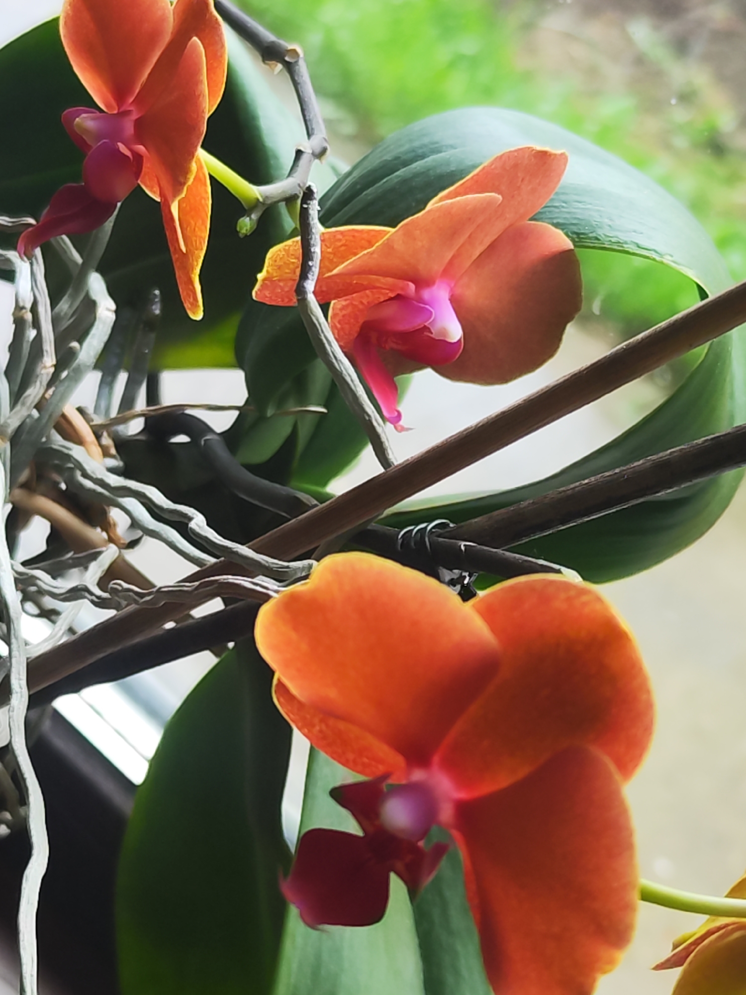The image shows a close-up of an orange and pink orchid plant with several blooms and green leaves. The plant is likely indoors, as suggested by the presence of a window in the background. The roots of the plant are visible, appearing as greyish-white tendrils. There are no people visible in the image. The environment includes a blurred view of what appears to be outdoor greenery through the window. There is no definitive information to confirm that the image was taken in Chaikovsky, Russia.