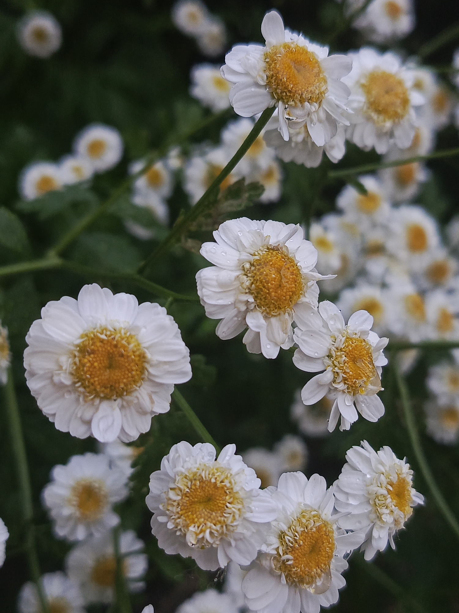The image shows a close-up of several white daisy-like flowers with yellow centers, some of which are covered in small water droplets, suggesting recent rain or dew. The flowers are on green stems and leaves, with a blurred dark green background. There are no people or animals visible in the image. The scene appears to be an outdoor garden. There is no information in the image to suggest its location in the city of Chaikovsky, Russia.