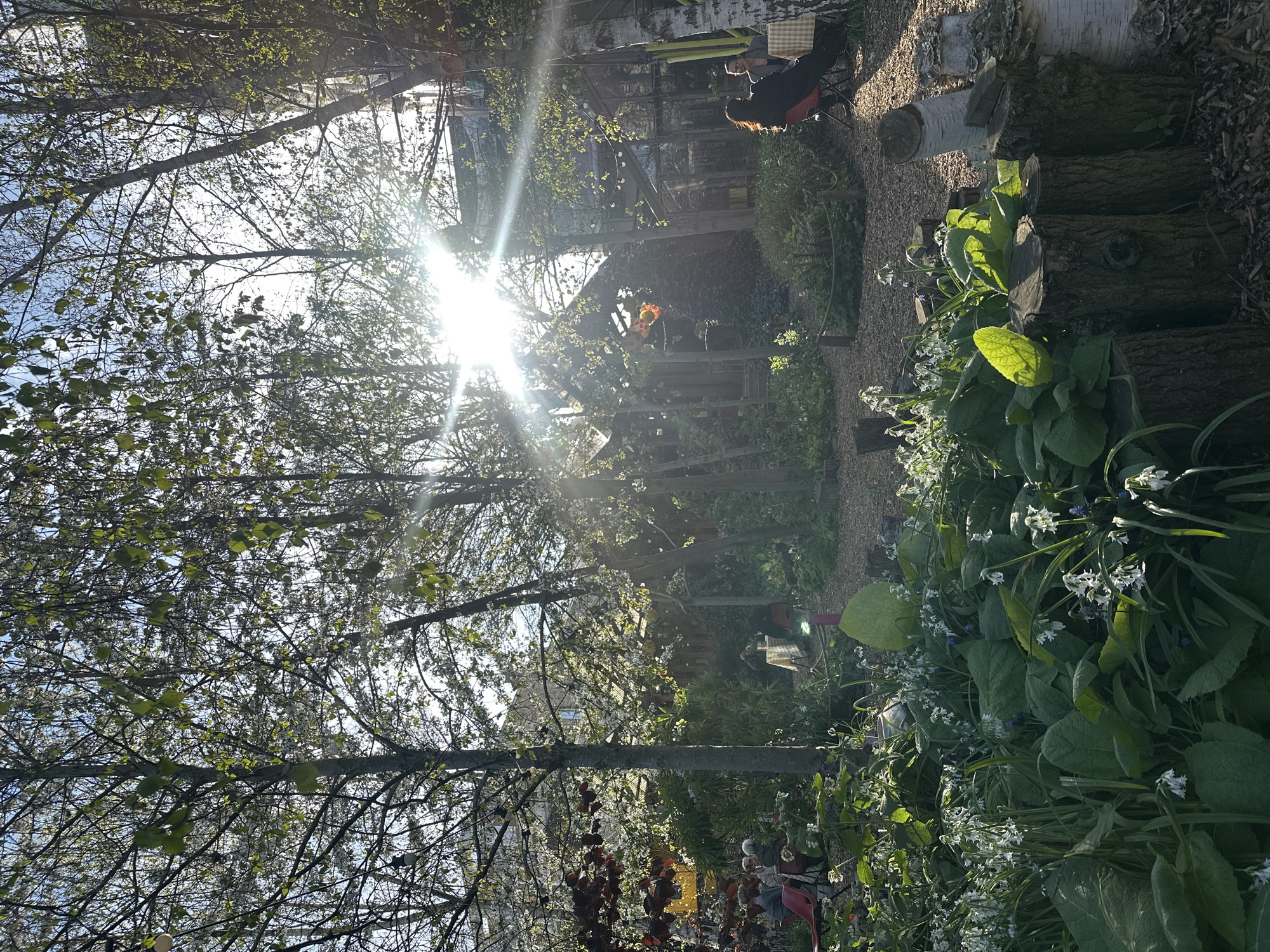The image shows a garden scene. Sunlight filters through trees with budding leaves. In the background is a structure that resembles a greenhouse or shed. A person is seated at a table covered with a checkered cloth. The foreground features a mix of plants, including some with white flowers. Beside the garden path, a row of logs lie on the ground. The location is possibly a residential garden in London, UK, given the style of gardening and architecture.