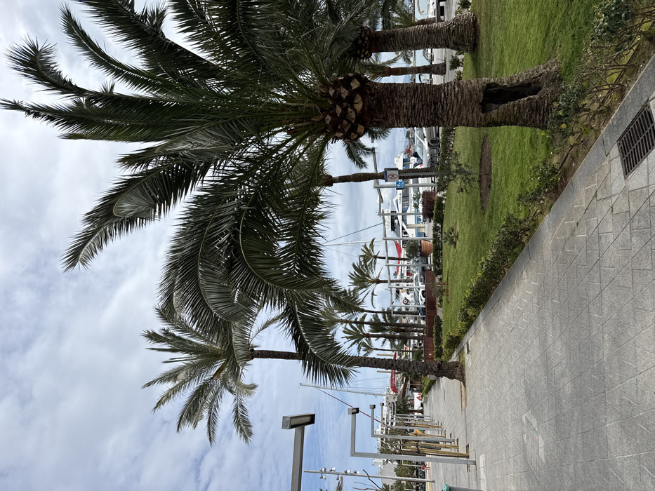 The image captures a waterfront promenade in Port D'alcúdia, Spain, under a sky largely covered by white and grey clouds. The foreground features a light grey paved pedestrian walkway, constructed from interlocking tiles arranged in a diagonal pattern, leading from the lower left towards the center-distance. A dark metal storm drain grate is situated on the bottom right edge of this pavement.
Adjacent to the walkway, on the right, is a manicured grassy area containing several mature palm trees with rugged brown trunks and green fronds. The most prominent palm tree in the mid-right exhibits a distinct dark, irregularly shaped hollow or cavity at its base. Smaller, younger plants are sparsely distributed throughout the grass, which is bordered by a low, neatly trimmed green hedge.
Along the left side of the pedestrian path, a series of modern, grey metallic structures, consisting of vertical posts supporting horizontal bars, extends into the background, possibly functioning as lighting fixtures or decorative elements. A grey trash receptacle is partially visible on the far left.
In the mid-ground and background, a marina is visible with numerous boats and yachts, including both sailboats with masts and larger motor yachts, docked along the waterfront. Several cars are parked in an area adjacent to the marina. Distant buildings are discernible beyond the parked vehicles and vessels. A blue circular sign with a white symbol is visible near the marina, indicating a regulatory instruction. A single individual is faintly visible walking away from the camera on the distant section of the paved walkway.