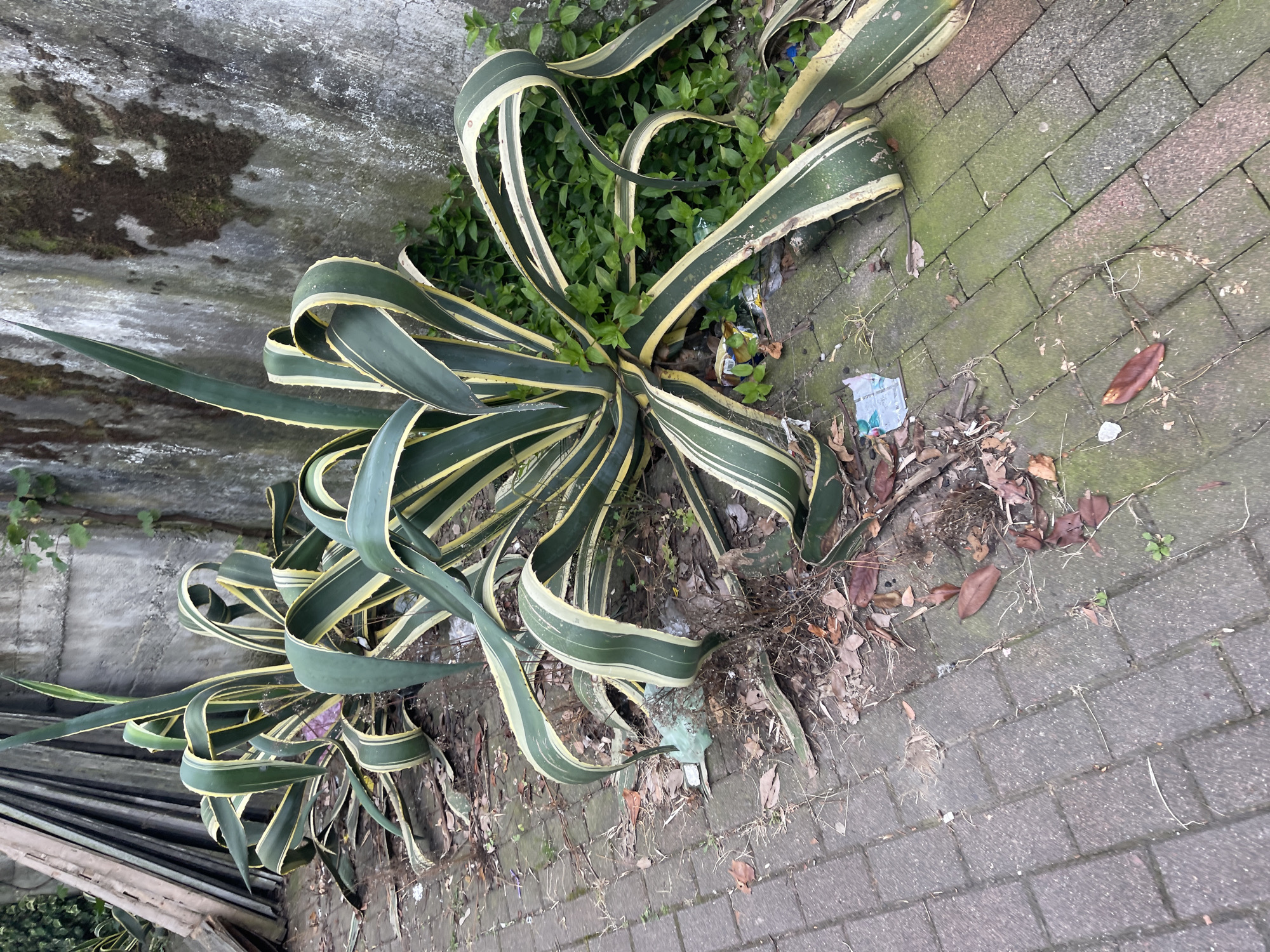 A wide shot captures a large, variegated agave plant with long, arching leaves in Batumi, Georgia. The plant is situated between a rough, grey concrete wall and a brick-paved pathway. The leaves of the agave are a deep green with striking creamy yellow margins, and they curl and twist downwards, some touching the ground. Small green plants grow in the soil around the base of the agave.
The pathway is constructed of grey, rectangular bricks, some of which are covered in a light green moss, indicating a damp or shaded environment. Scattered across the pathway and around the plant are dried leaves, twigs, and a few pieces of litter, including a crumpled plastic wrapper and a small blue object partially obscured by debris. The concrete wall to the left of the agave shows signs of weathering, with patches of darker stains and some moss growth. The overall scene suggests an outdoor setting, possibly a neglected garden area or the edge of a walkway in a humid climate. The lighting is even, suggesting it could be daytime under overcast skies or in shade. No people are visible in the frame. There is no visible text in the image.