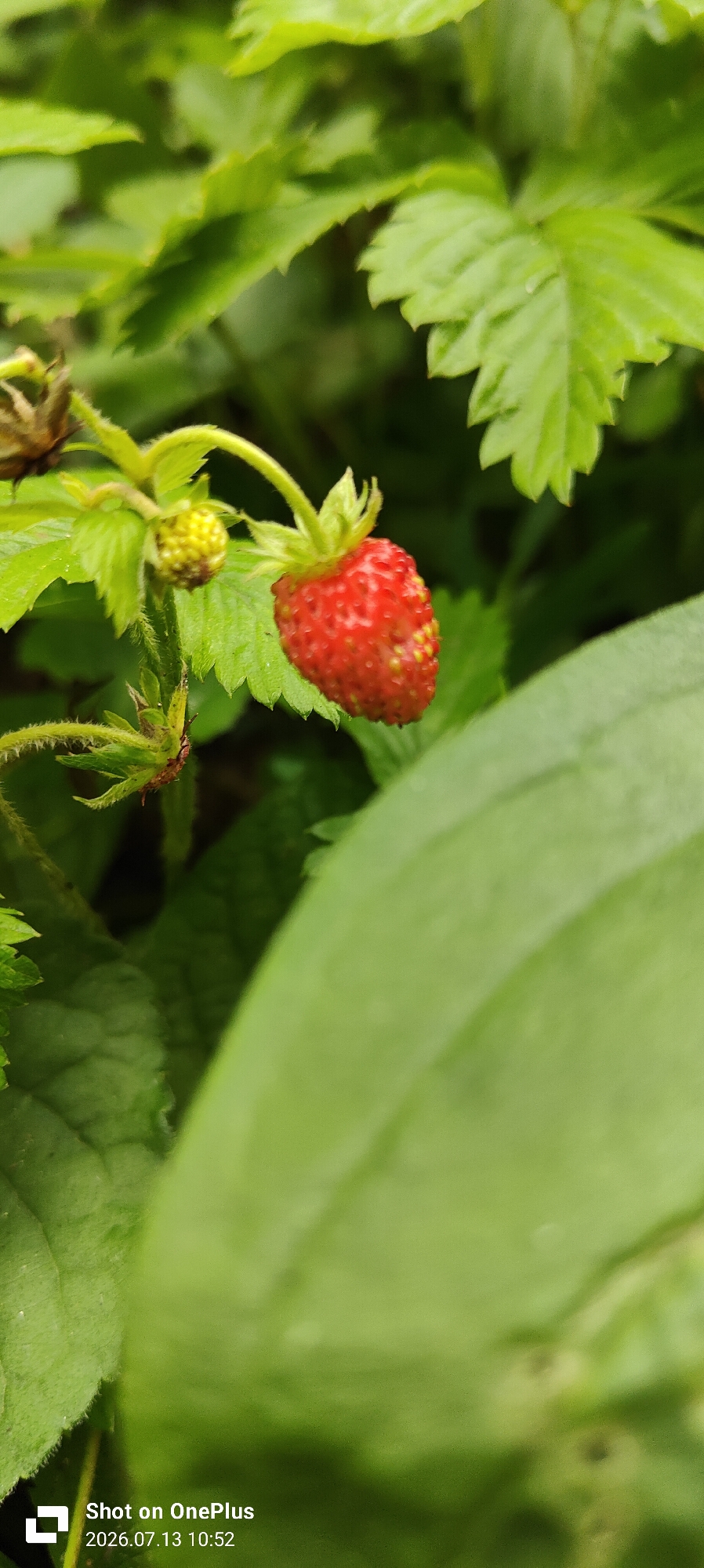 A close-up shot of a wild strawberry is captured against a backdrop of lush green foliage. The strawberry, a vibrant red with visible seeds, hangs from its stem, with a smaller, unripe green berry nearby. The surrounding leaves are a healthy green, some serrated at the edges. The image appears to be taken outdoors, suggesting a natural setting. The timestamp at the bottom of the image indicates the photo was taken on July 13, 2026, at 10:52 AM, and was taken with a OnePlus device. There is no information to determine the specific location within Kaliningrad, Russia.