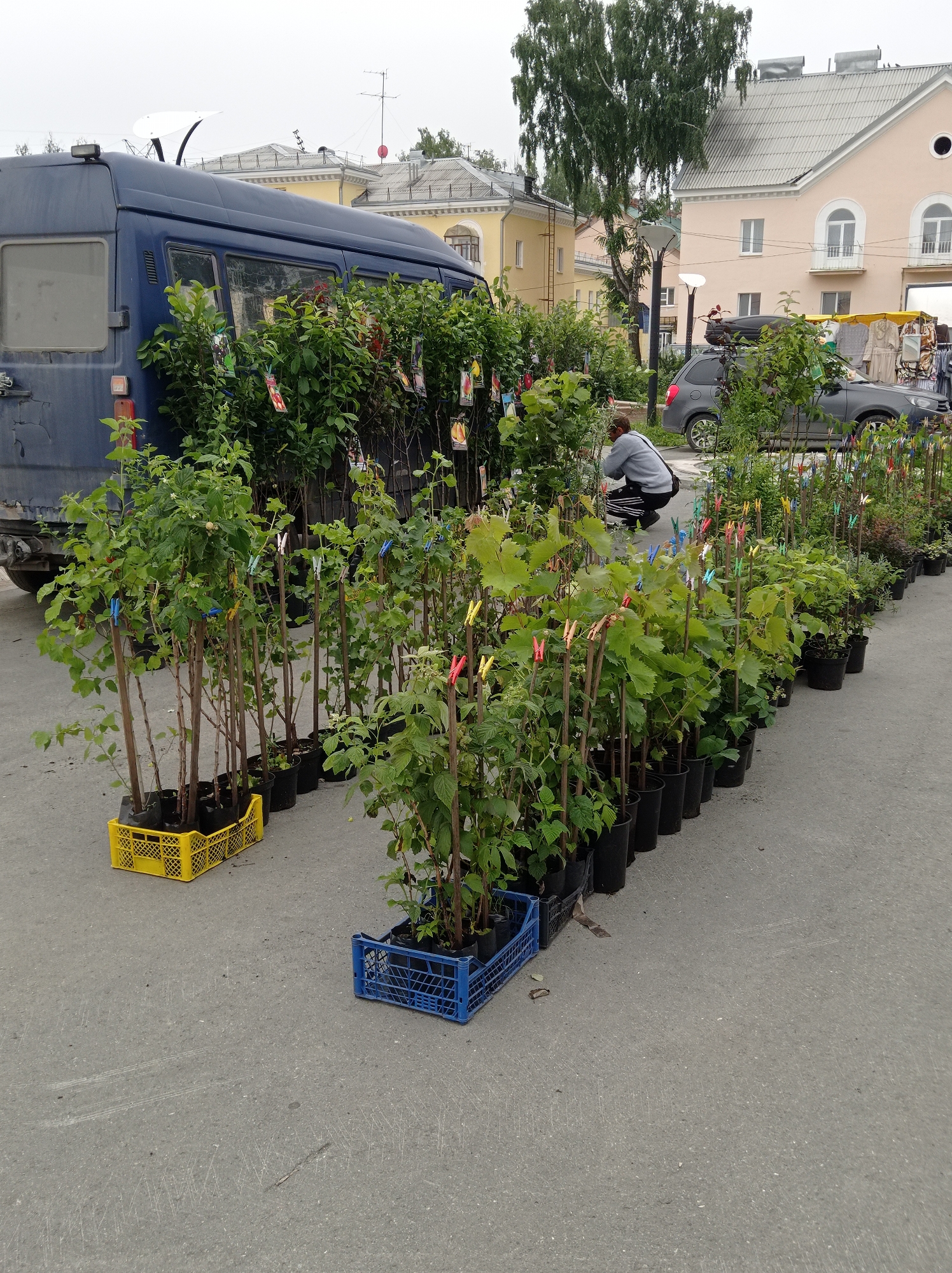 In Degtyarsk, Russia, a street scene features rows of potted plants for sale, primarily saplings of bushes and trees. A blue van is parked on the left, partially obscured by the plants. A person is crouched down among the plants on the right side of the image, appearing to examine them. In the background, several buildings are visible, including a light-colored building with arched windows and a lighter yellow building with a distinct architectural style. A grey car is parked behind the plants. The ground is paved asphalt.