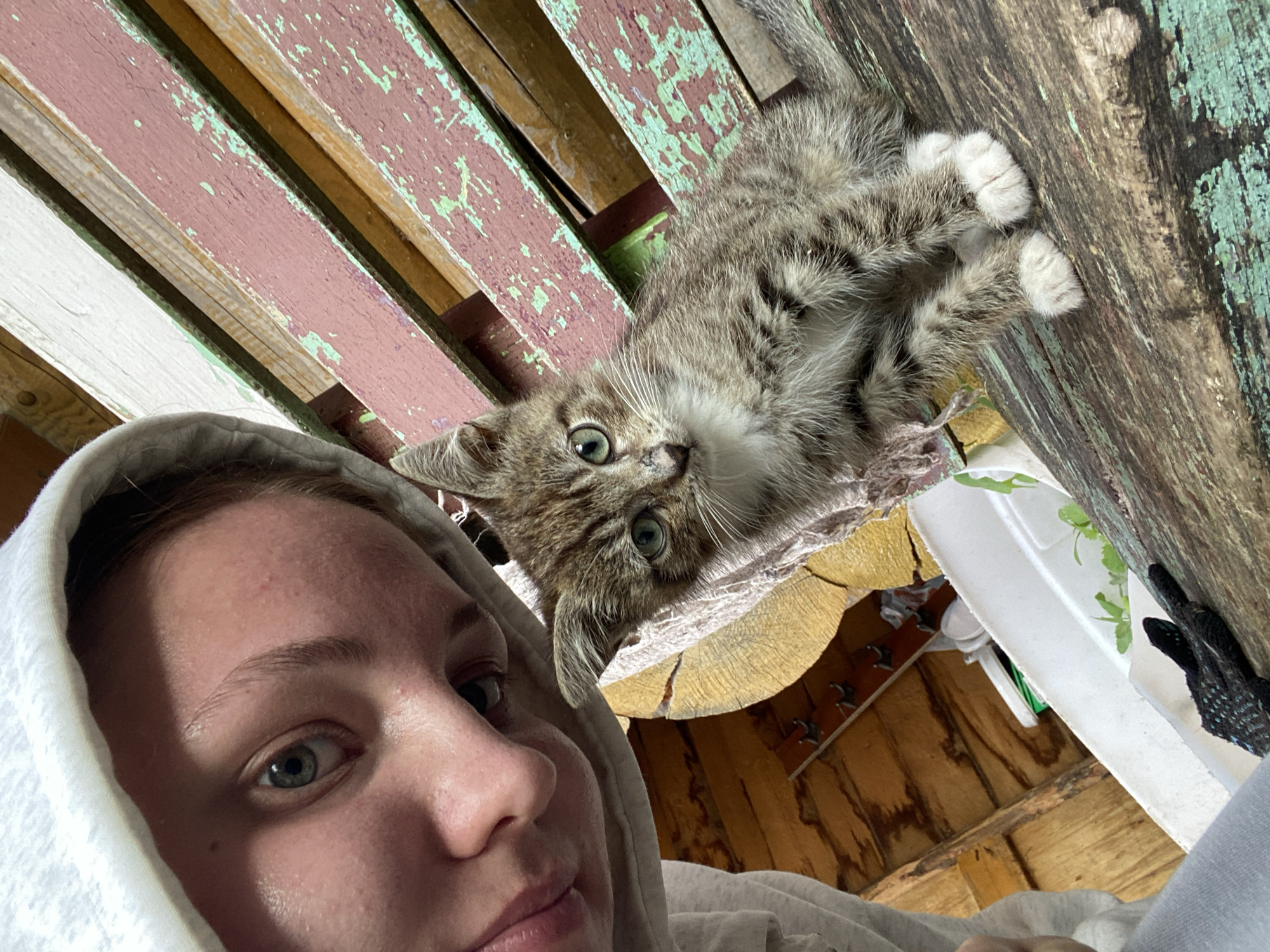 In Вассята, Russia, a close-up selfie shows a young person wearing a grey hooded sweatshirt. To the right of the person, a tabby kitten with green eyes sits on a weathered wooden surface. The background consists of rustic wooden walls and a bench with peeling pink and green paint. The scene appears to be outdoors, possibly in a rural or suburban setting.