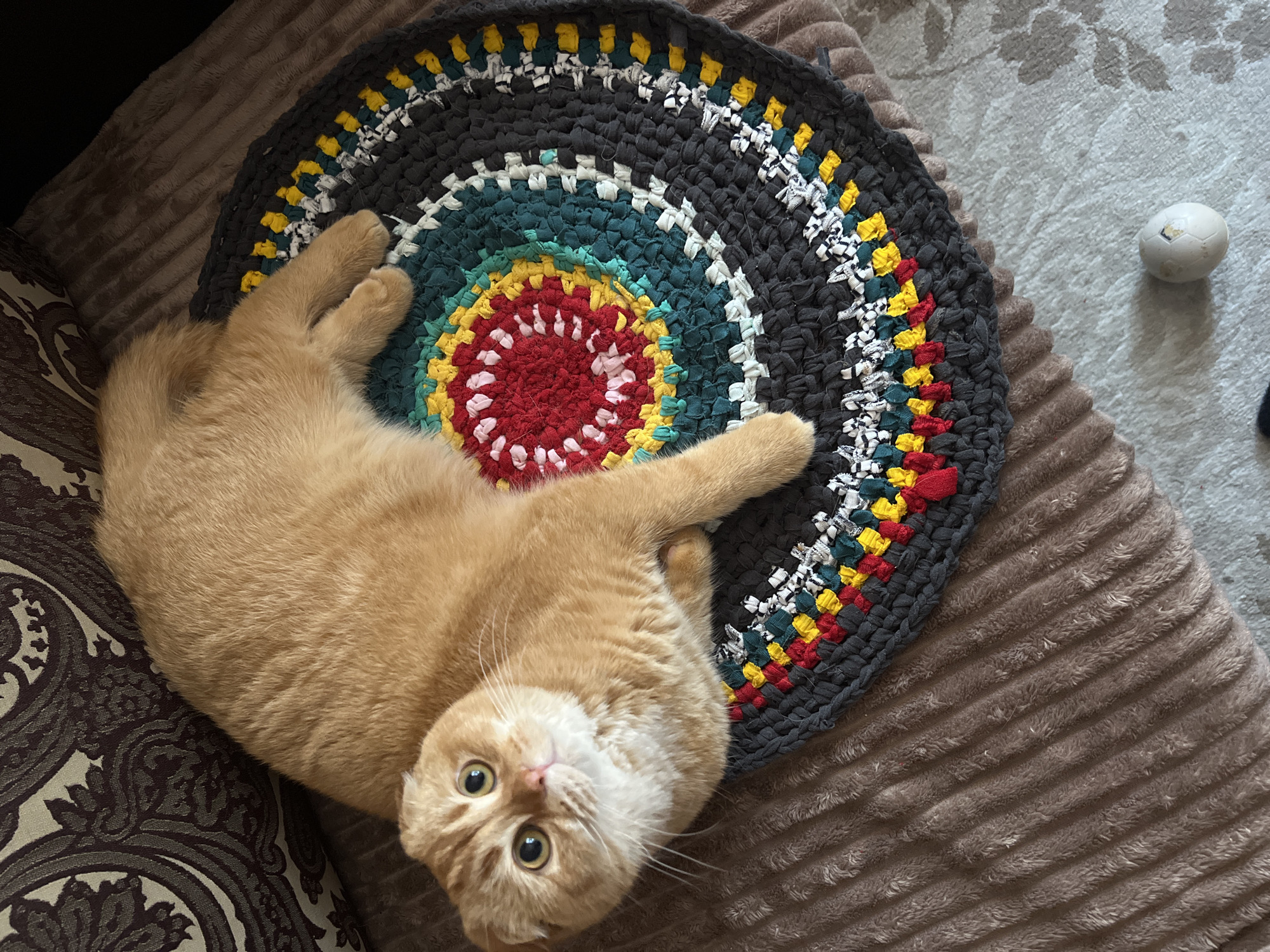 A light orange cat lies on its back on a plush, ribbed brown cushion, looking directly at the camera with wide, curious eyes. Its front paws are gently curled on its chest, and its back legs are relaxed. Adjacent to the cat and partially beneath it is a circular rag rug, handmade with concentric rings of fabric strips in red, yellow, teal, white, and dark grey.
The cat occupies the left and central portion of the frame. To the left, a corner of another cushion with a dark brown and beige paisley pattern is visible. To the right of the rag rug, a light grey carpet with a subtle floral or leafy pattern can be seen, with a small, worn white spherical toy resting on it. The overall setting is an indoor space, likely a comfortable living area, with soft furnishings. The lighting suggests it is daytime. The scene evokes a feeling of coziness and playful relaxation. This image was captured in Voronezh, Russia. No visible text is present.