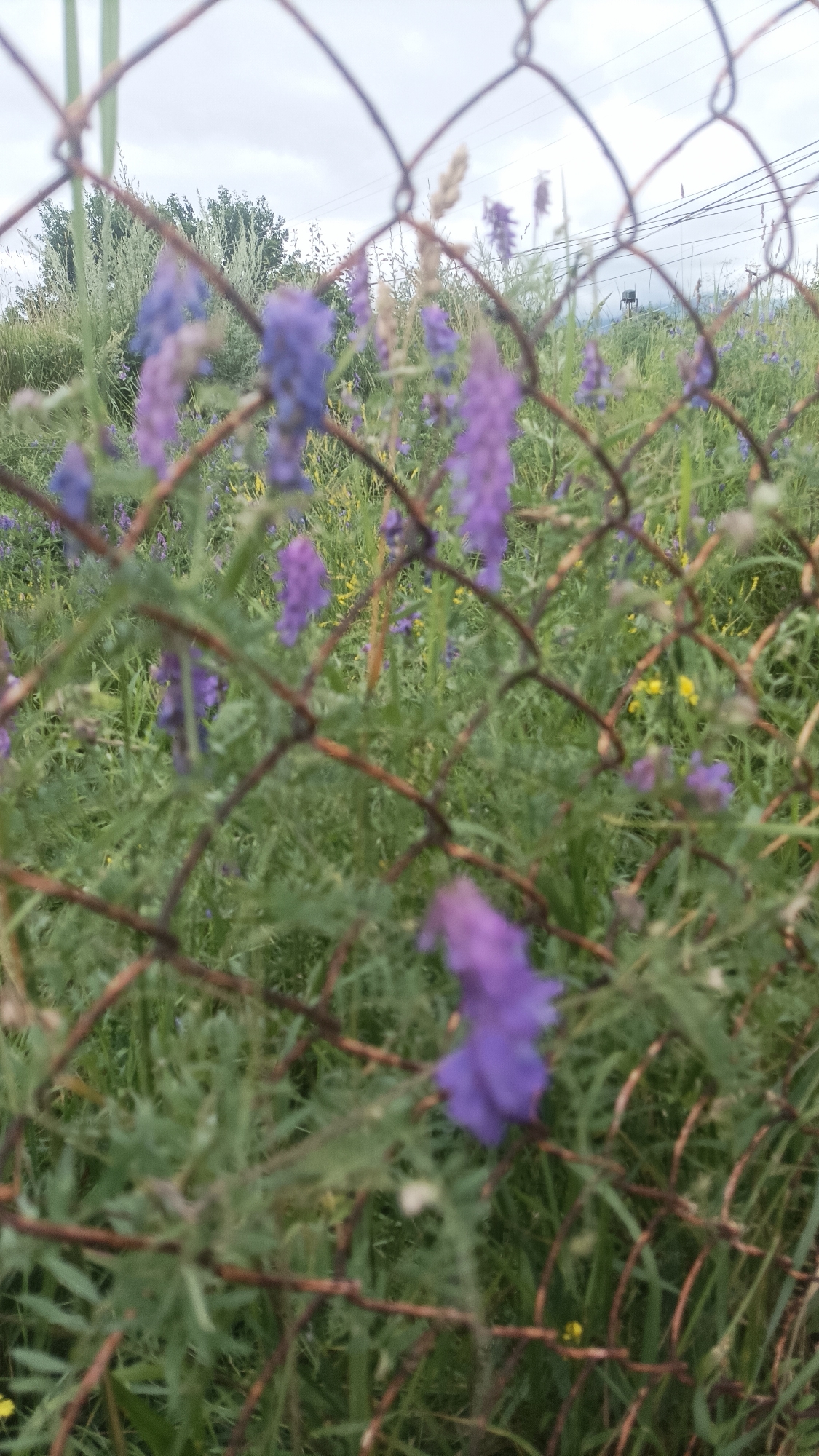 The image depicts a patch of wild vegetation, primarily composed of green grasses and purple wildflowers, viewed through a weathered wire fence. The flowers are clustered in spiky arrangements, with some appearing more in focus than others, suggesting a shallow depth of field. The fence is made of rusty metal wire, forming a diamond pattern. In the background, a dense growth of taller green foliage can be observed, and further beyond, a light pole with wires is visible, along with a faint structure that might be a water tower. The sky is overcast with a soft, diffused light. The scene appears to be an undeveloped or neglected area, possibly on the outskirts of a settlement, given the presence of man-made infrastructure in the distance. The overall impression is one of natural overgrowth partially contained by a barrier. This scene is consistent with the undeveloped areas found on the periphery of Vanadzor, Armenia, where such wild flora and rusting infrastructure are common.