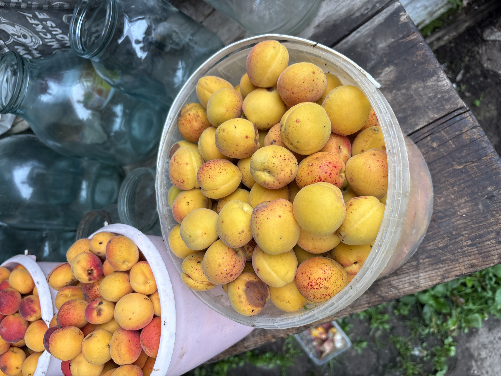 In Tikhovodnoye, Russia, a rustic outdoor scene unfolds, featuring two large plastic buckets overflowing with ripe apricots, their surfaces a vibrant mix of yellow and red hues, some dotted with characteristic red speckles. The buckets are placed on a weathered wooden surface, suggesting an outdoor setting, possibly a garden or a rural yard. In the background, several large glass jars, some tinted blue, are visible, hinting at a potential preservation or canning activity. The ground around the wooden surface is covered with sparse green foliage, indicating an unmanicured, natural environment. There are no people visible in the frame, and the focus is entirely on the harvested apricots and the surrounding elements. The overall impression is one of abundance and preparation for preserving the season's harvest.
