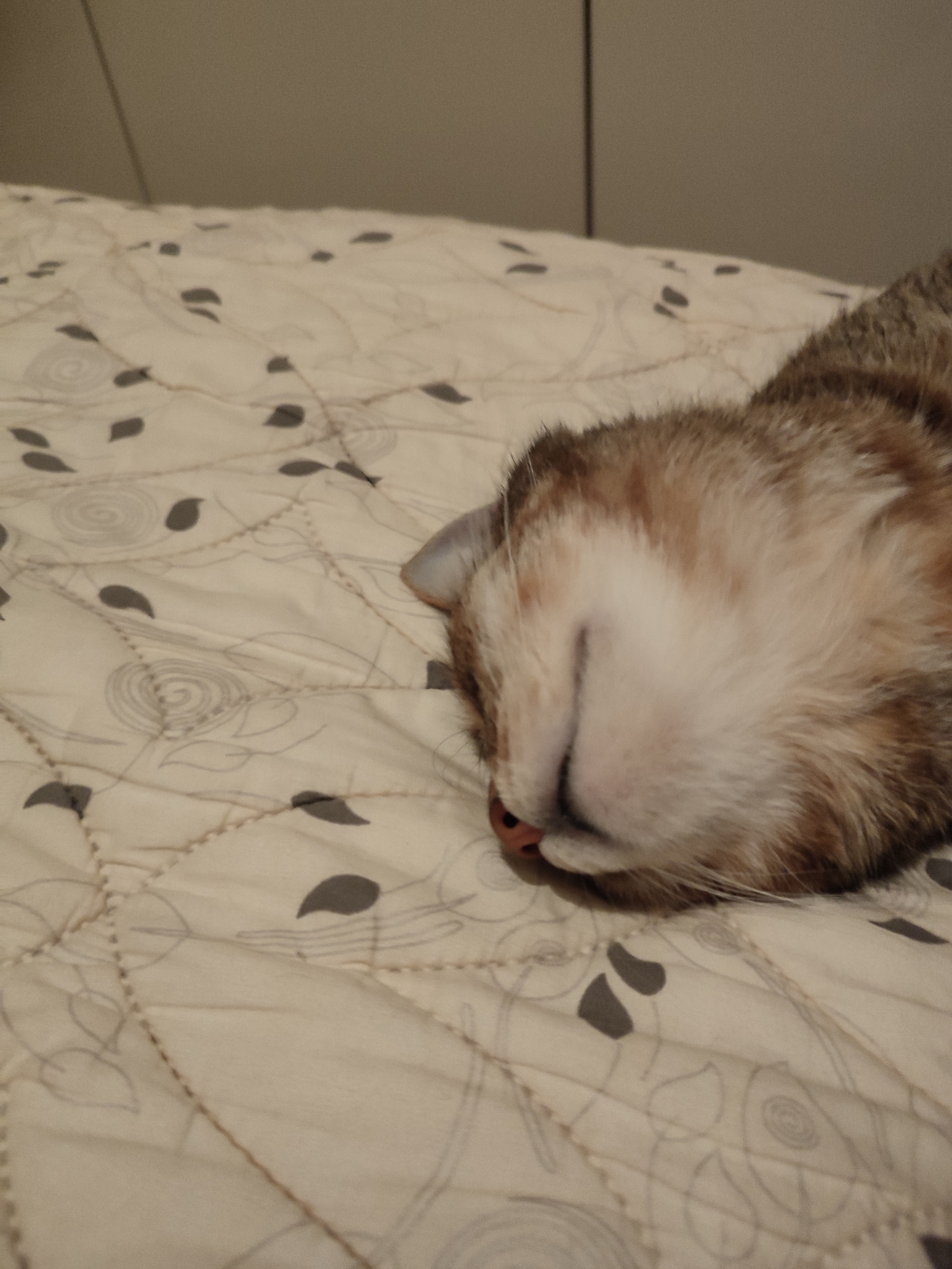 The image shows a close-up of a domestic cat sleeping on a bed with a patterned duvet. The cat is mostly out of focus, with only its face clearly visible. It appears to be an adult cat with tabby markings. The duvet has a light cream background with a repeating pattern of grey leaves and circular floral designs, stitched with white thread. The background of the image is a blurred, neutral-colored wall. The scene is indoors and appears to be in a residential setting. There are no visible indications of the city of Abinsk, Russia, in the image.
