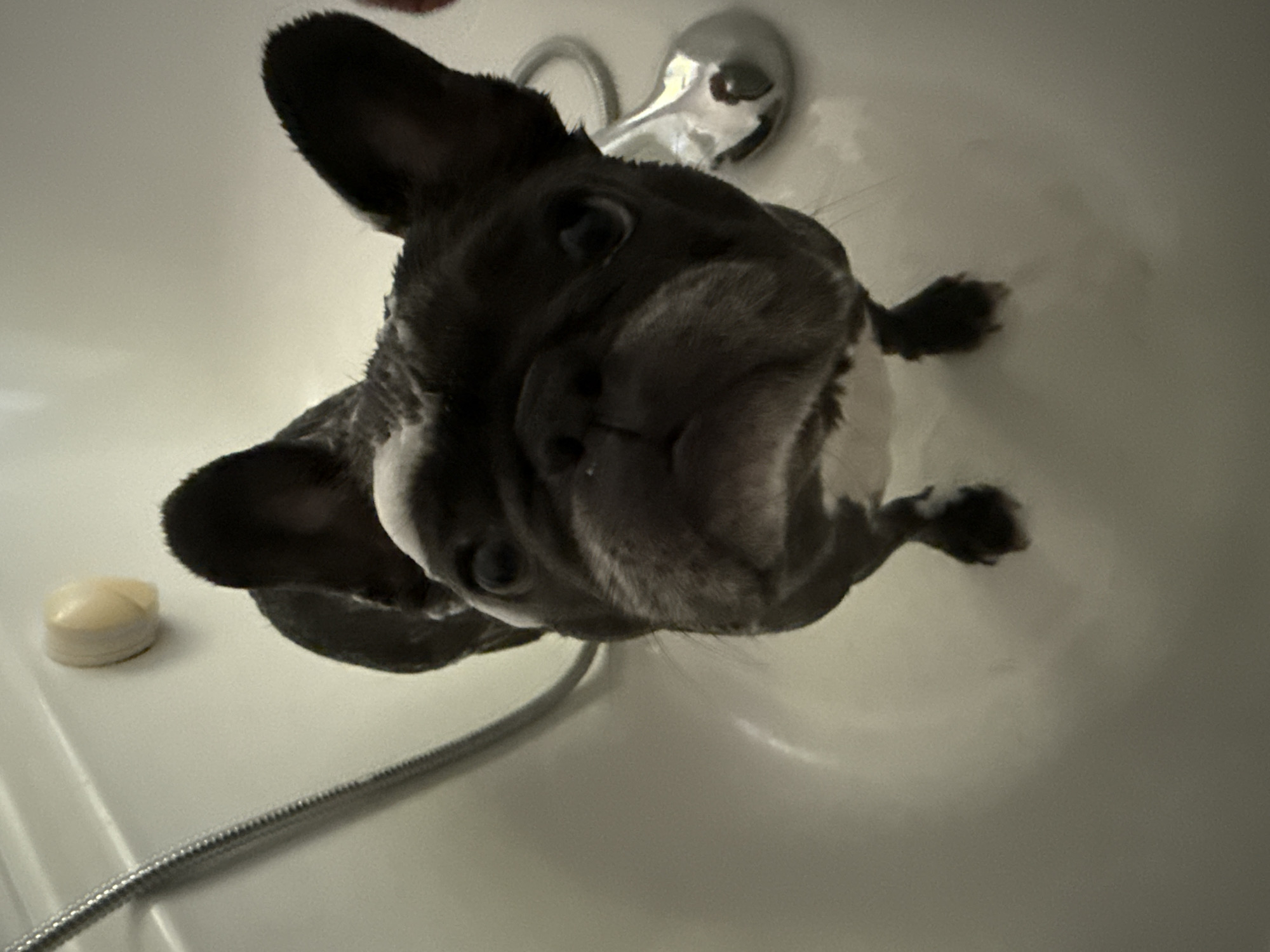 The image shows a French bulldog with soap suds on its head standing in a bathtub. The bathtub appears to be in a residential bathroom. The dog is looking directly at the camera with its ears perked up. To the left of the dog, a silver shower hose is visible, and to the right, a chrome shower head is present. The walls of the bathtub are a light, neutral color. A small, round, cream-colored object, possibly a drain cover or faucet fixture, is visible on the upper left side of the bathtub wall. The lighting suggests an indoor setting, likely a home bathroom in Bad Sachsa, Germany.