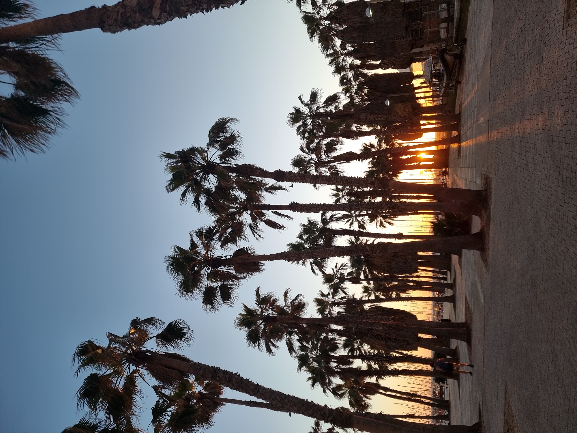 The image depicts a picturesque sunset scene along a palm-lined promenade. Numerous tall palm trees with dark, ruffled fronds line the left side of the frame, their silhouettes stark against the bright, low-lying sun. The sky presents a clear gradient, transitioning from a light blue at the top to vibrant orange and yellow hues near the horizon, where the sun is setting, casting a warm glow and glints of light between the tree trunks.
On the right, a wide paved walkway, composed of interlocking grey pavers, stretches into the distance. A single person, dressed in dark clothing, is visible walking along this path, moving away from the viewer. In the background, beyond the palm trees, numerous boats with their masts are silhouetted against the glowing horizon, indicating a marina or harbor. Streetlights are periodically spaced along the promenade, though not fully illuminated, suggesting it is still dusk.
The activity captured is a leisurely walk during sunset. The time of day is dusk or early evening, characterized by the warm, golden light. The weather appears clear and calm. The combination of palm trees, a waterfront promenade, and boats strongly suggests a coastal or harbor location, consistent with Tel-Aviv, Israel. The overall mood is tranquil and serene. There is no visible text in the image.