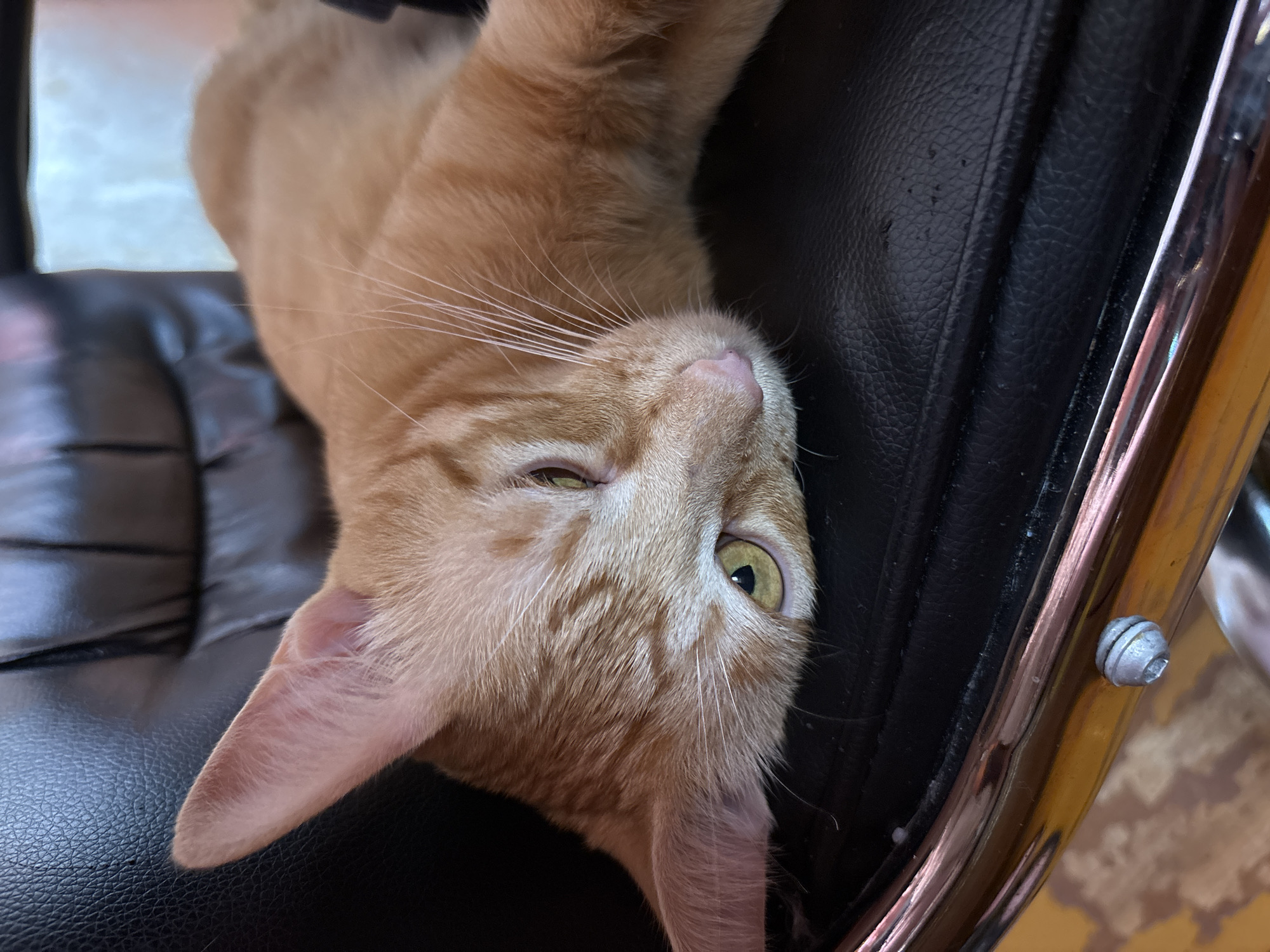 An orange tabby cat is lying down on a black leather chair. The cat's head is resting on the chair, and its eyes are open and looking slightly to the side. The cat's body is stretched out, and its paws are tucked underneath it. The chair appears to be in a room with natural lighting. The background is blurred, but it seems to be a home or office setting. The image does not provide any information about the city of Смалявічы, Belarus.