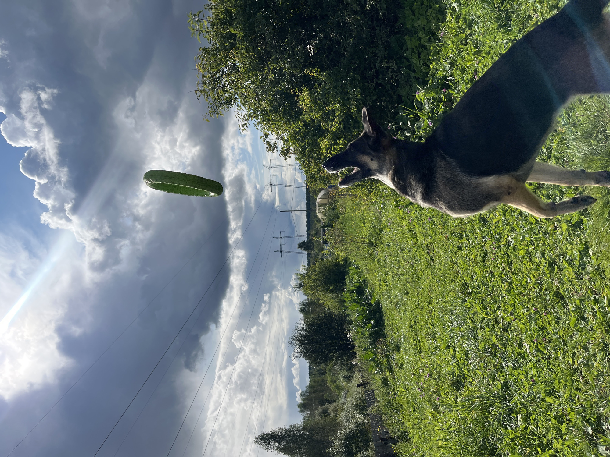 A German Shepherd dog is captured mid-leap in a grassy field, its mouth open as it attempts to catch a pickle thrown into the air. The pickle is suspended above the dog against a dramatic sky filled with dark, heavy clouds and streaks of sunlight. In the background, a line of power lines stretches across the horizon, with tall metal pylons visible in the distance. Lush green trees and bushes frame the scene, with a wooden fence post visible to the left. The overall setting appears to be a rural or semi-rural area. The provided image does not contain any specific visual cues that would allow for the localization of Nizhny Tagil, Russia.