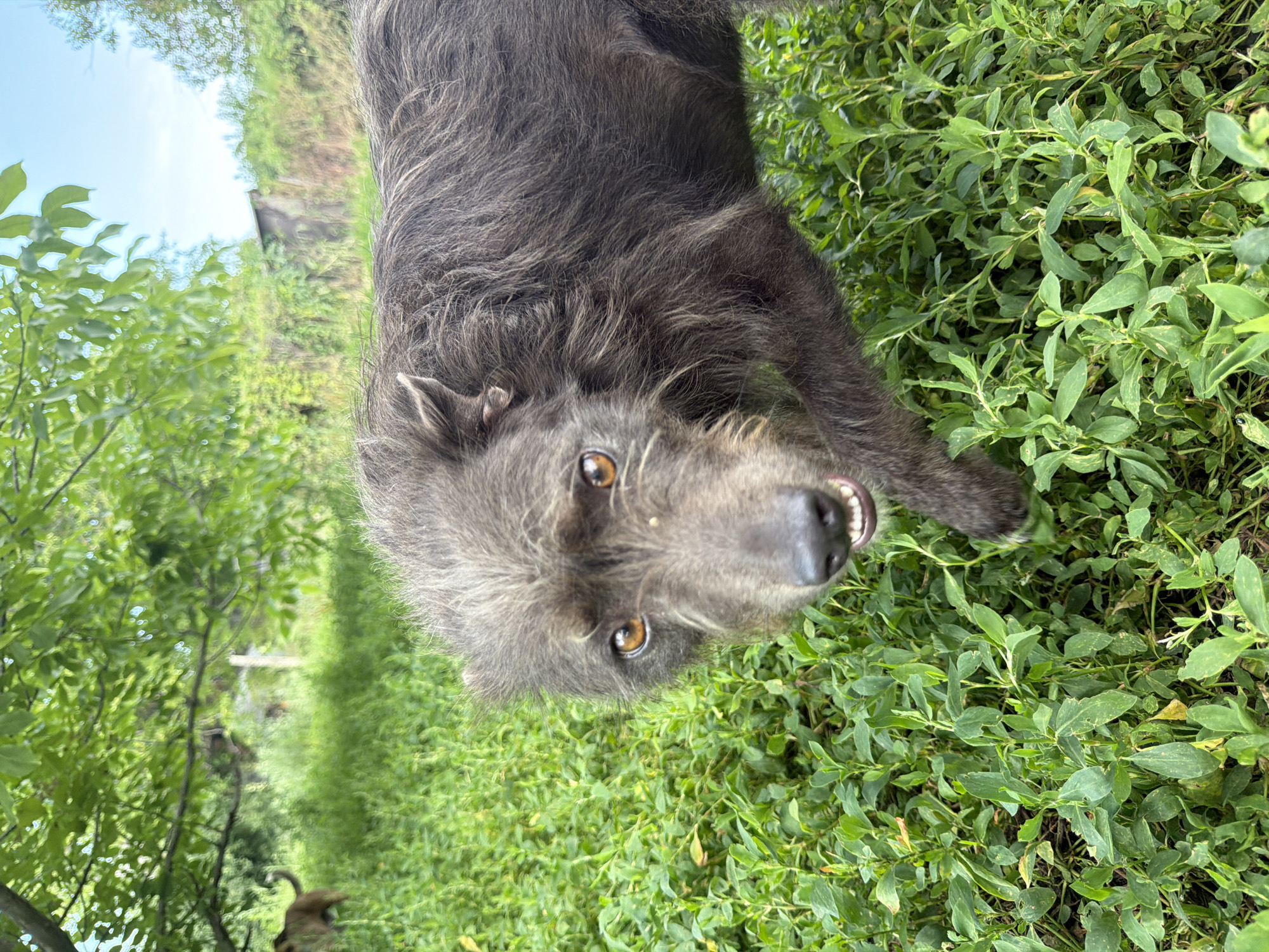The image shows a medium-sized dog with dark, shaggy fur lying on its back in lush green grass. The dog's head is tilted, and it is looking directly at the camera with bright, amber eyes. Its mouth is slightly open, revealing its teeth and tongue, giving it a playful or happy expression. The dog's fur appears somewhat scruffy and tousled.
The setting is outdoors, with dense green foliage surrounding the dog. In the background, out of focus, are more trees and greenery, suggesting a natural or rural environment. The lighting indicates it is daytime, possibly late morning or afternoon, with a bright sky visible in the upper left portion of the image. The overall impression is of a relaxed and content animal enjoying its surroundings. There is no visible text in the image.