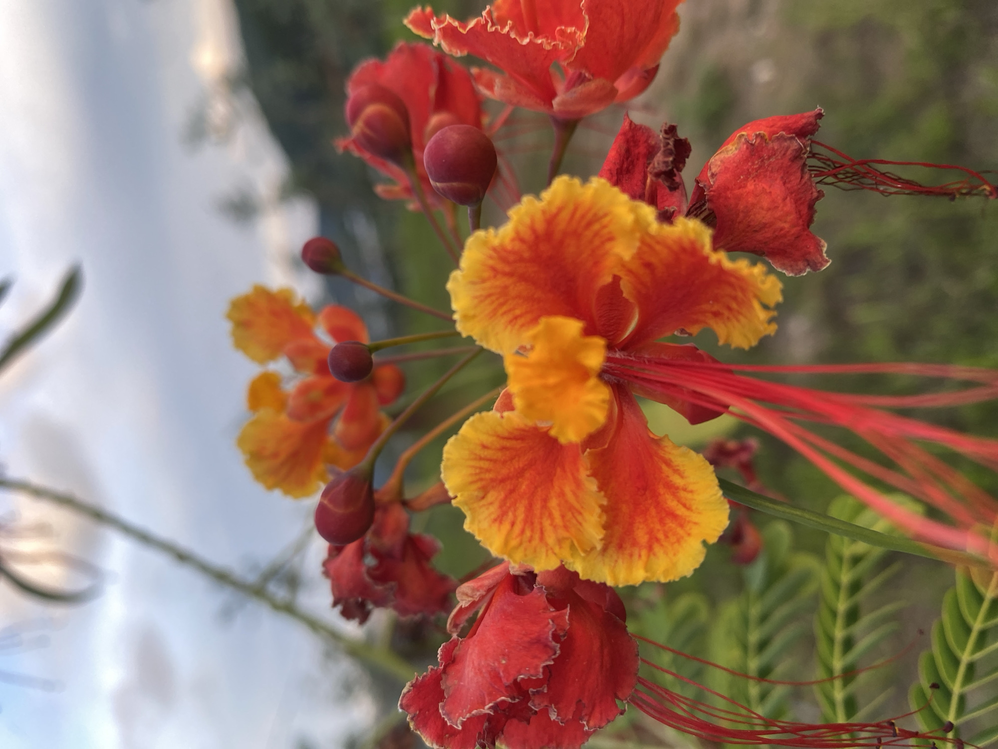 The image displays a close-up view of a cluster of red and orange flowers, possibly Caesalpinia pulcherrima, with delicate, feathery petals and long, thread-like stamens. The flowers are the primary subjects, with some in full bloom and others in bud formation. The background is softly blurred, showing hints of green foliage, a distant hillside or structure, and a pale sky with diffused light, suggesting it might be dusk or dawn. The overall impression is one of natural beauty and tranquility. The image does not contain any specific elements that would allow for an identification of the location within Thôn 3, Vietnam.