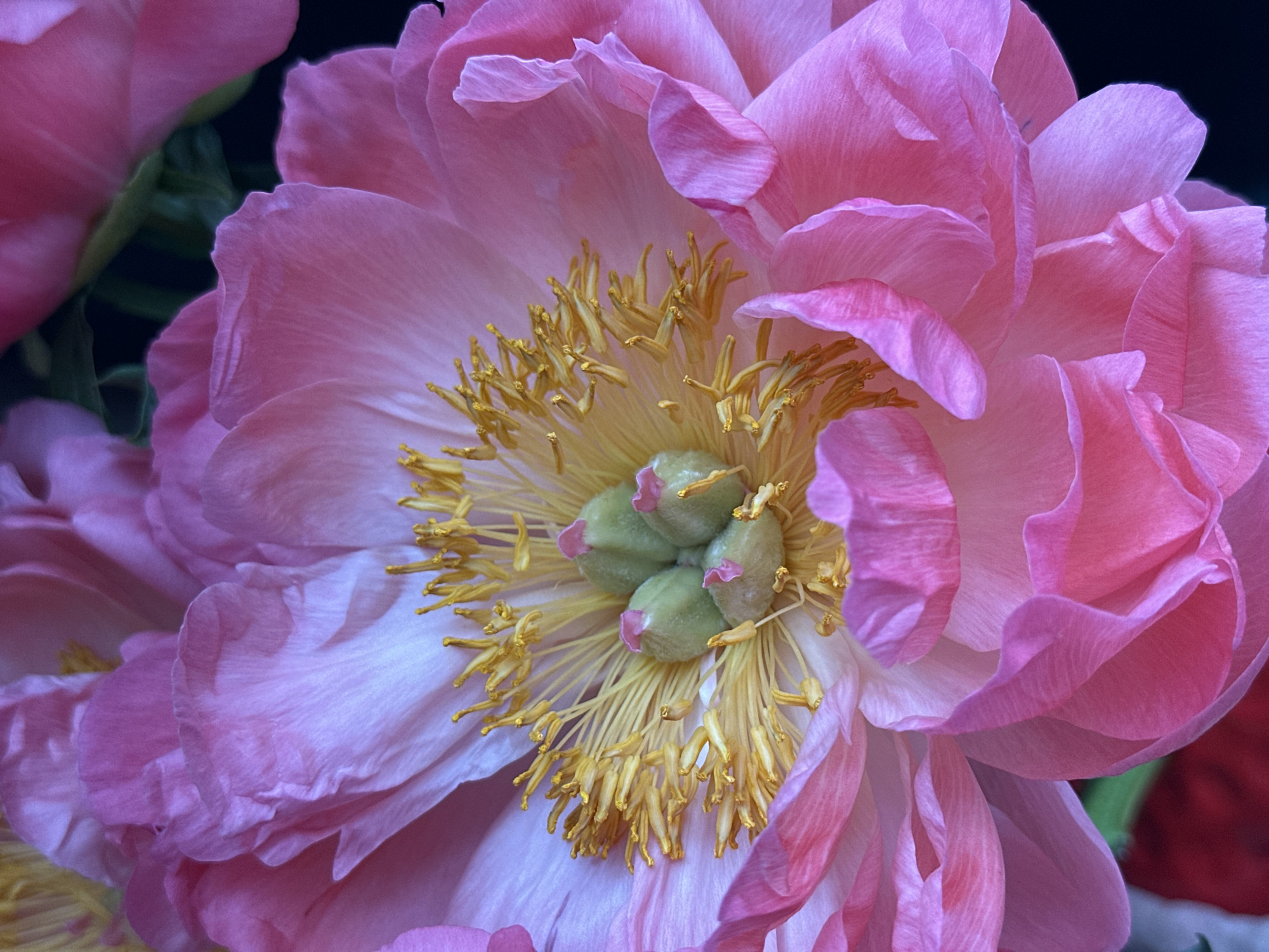 This close-up image presents a vibrant pink peony flower, viewed from above. The flower dominates the frame, showcasing its intricate details. Its numerous petals are layered and ruffled, displaying a gradient of colors from a deeper, richer pink at the outer edges to lighter, almost translucent pale pink and white tones towards the center.
At the heart of the flower, a dense cluster of bright yellow stamens with visible pollen is prominently featured, forming a textured starburst. Within these stamens, several plump, light green pistils or carpels are visible, each capped with a small touch of pink.
The background is dark and heavily blurred, with subtle hints of other indistinct green foliage and red or deep pink forms, suggesting additional flowers or leaves out of focus. The overall impression is one of delicate natural beauty. There is no discernible activity taking place, nor is there any visible text. No specific time of day or weather conditions can be determined from the image itself.