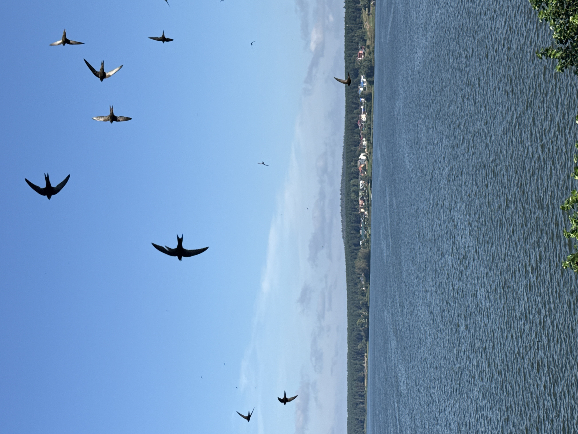 A wide shot captures a tranquil, rippling blue lake under a clear blue sky, with a dense green forest line bordering the far shore. Small houses with red, blue, and white roofs are scattered along the shoreline, nestled within the trees. Several dark silhouetted birds are in flight against the bright sky, their wings spread in graceful arcs. The scene is serene and natural, suggesting a peaceful day on the outskirts of Votkinsk, Russia.
