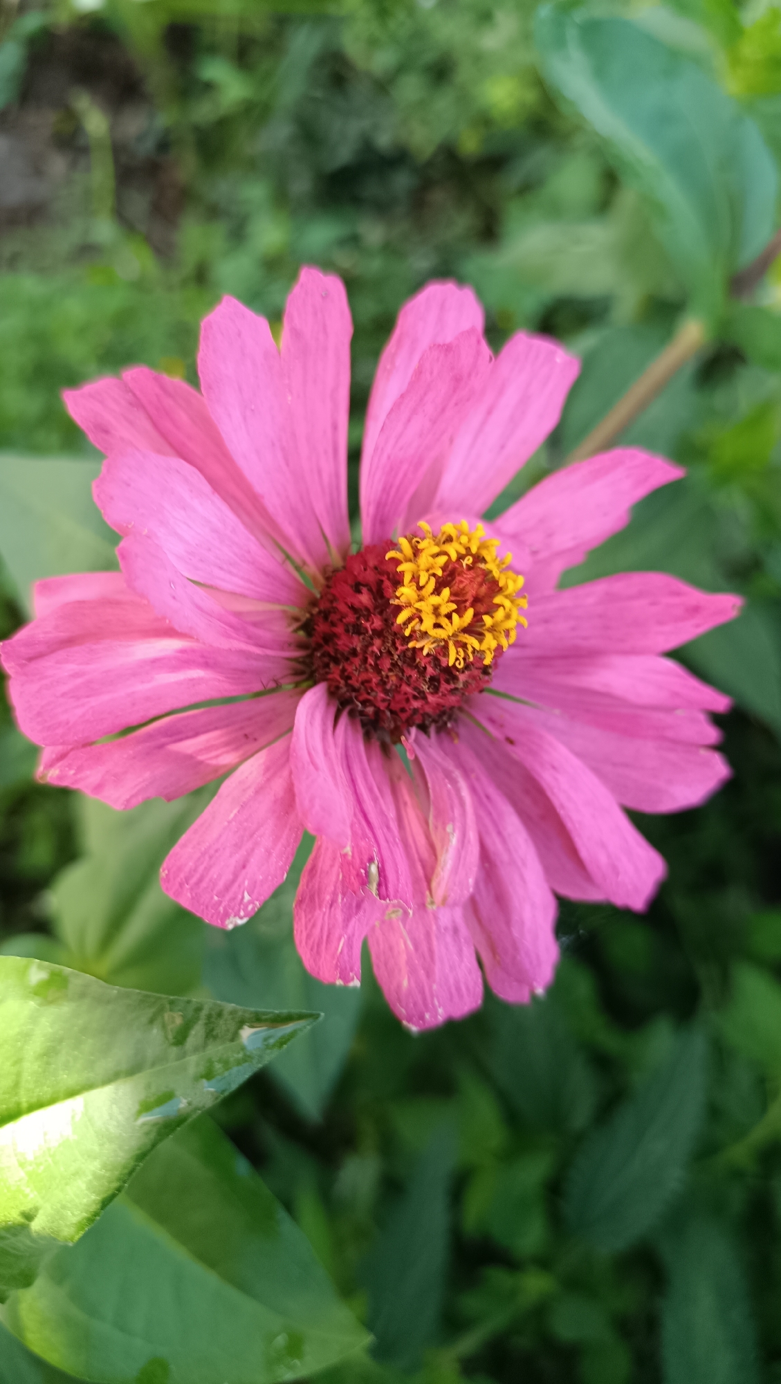 This is a close-up, eye-level, vertical, medium shot of a pink zinnia flower with a dark red center and yellow stamens, set against a blurred green background of foliage. The flower is in focus, while the leaves and other surrounding plants are out of focus. The lighting appears to be natural daylight, creating subtle shadows on the petals. There are no people or any indication of location in Karsha, Russia.