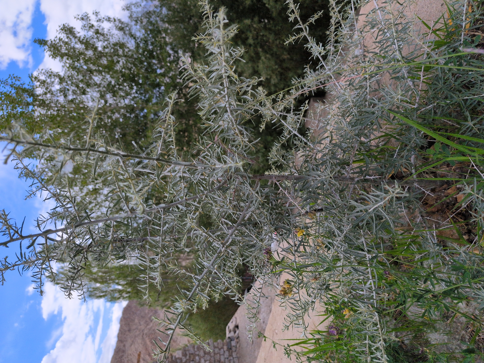 A medium shot captures a thorny shrub with silvery-green, needle-like leaves and branches, situated in the foreground. Behind the shrub, a larger, darker green tree is visible, and further in the background, a barren, rocky hillside under a partly cloudy blue sky. To the left of the frame, a stone wall suggests a constructed area. The environment appears arid and mountainous. The image is an outdoor shot taken during the day.