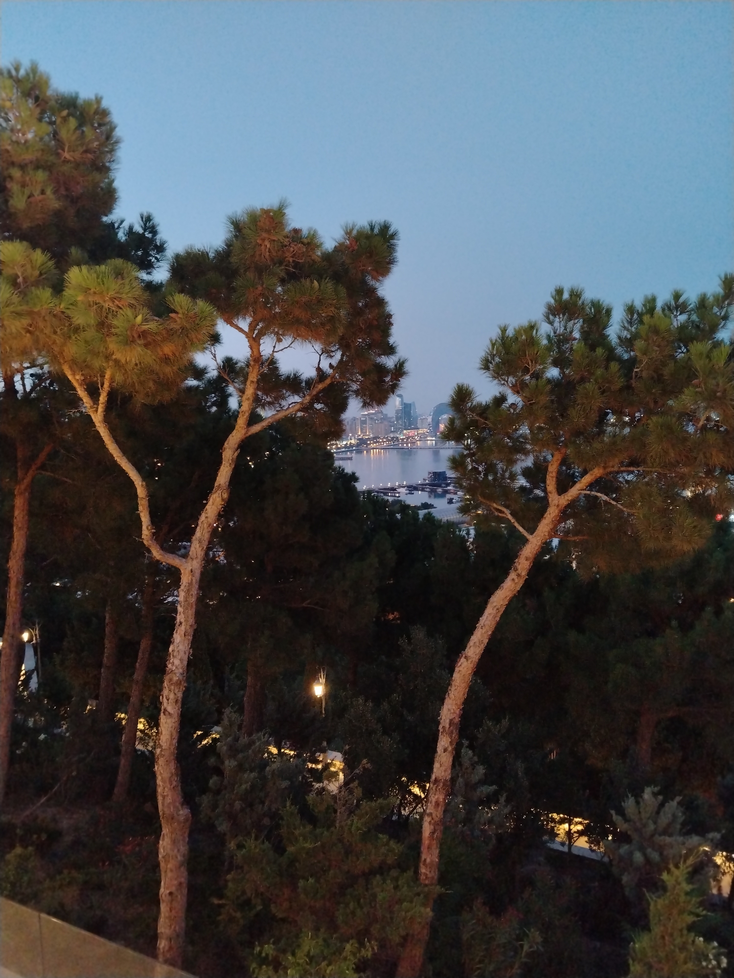 The image captures a view of the Baku skyline at dusk, seen through the branches of pine trees. The foreground is dominated by the dark silhouettes of coniferous trees, with some lighter-colored trunks of pine trees visible, their branches reaching upwards and towards the right. The sky above is a clear, pale blue, transitioning to a darker hue towards the horizon. In the distance, the city of Baku, located in Sabail Raion, Azerbaijan, is illuminated by city lights, with several modern buildings and structures visible along the waterfront. The lights of the city reflect on the water, creating a shimmering effect. The overall scene conveys a tranquil and picturesque evening view of the cityscape from a vantage point surrounded by nature.