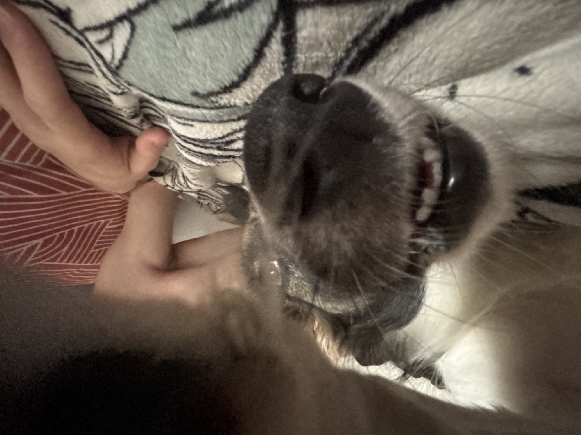 The image is a close-up, low-angle, and upside-down shot of a dog's snout and a person's hand. The dog's dark fur and pink tongue are prominent, with its teeth visible as it appears to be panting or interacting with something. The person's hand, with visible skin texture, is gently holding or touching the dog near its face, possibly stroking it.
The background is a blurry mix of textures and colors. A patterned blanket with black and light blue/grey stripes is visible, and a red and white striped fabric is also present. The overall impression is an intimate moment between a pet and its owner, captured in a casual, indoor setting. The lighting suggests it could be daytime indoors, but there are no strong indicators of the time of day or specific weather conditions. The emotions conveyed are affectionate and comfortable, implied by the gentle touch of the hand and the dog's relaxed posture. There is no visible text in the image.