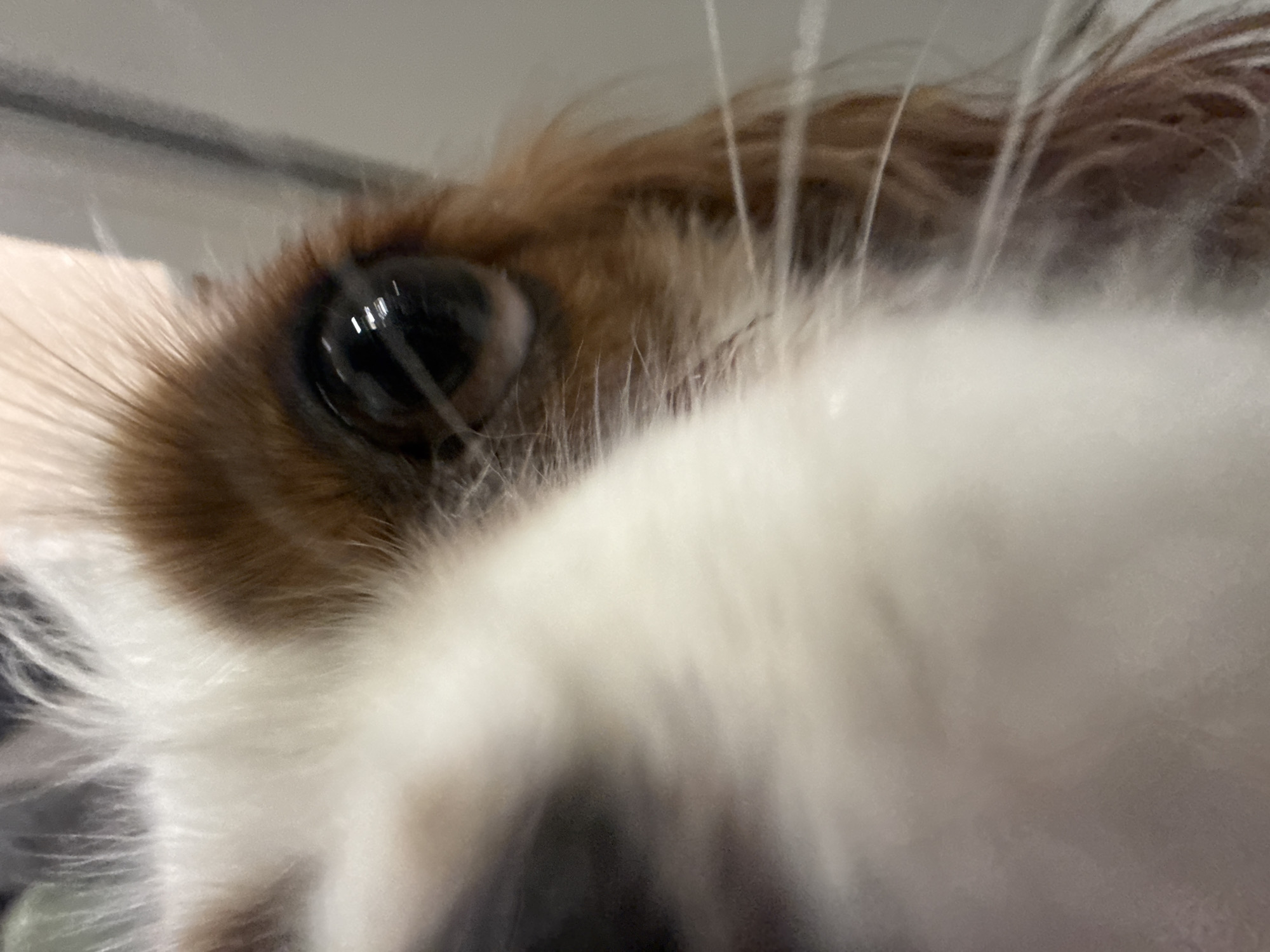 A close-up shot focuses on the eye and muzzle of a Cavalier King Charles Spaniel. The dog's eye is brown and reflective. The fur around the eye is a mix of brown and white. The muzzle is predominantly white with some brown hairs intermixed. The background is out of focus, with a blurry gray and white ceiling visible. There is no information to associate this image with the city of Молодёжный, Russia.