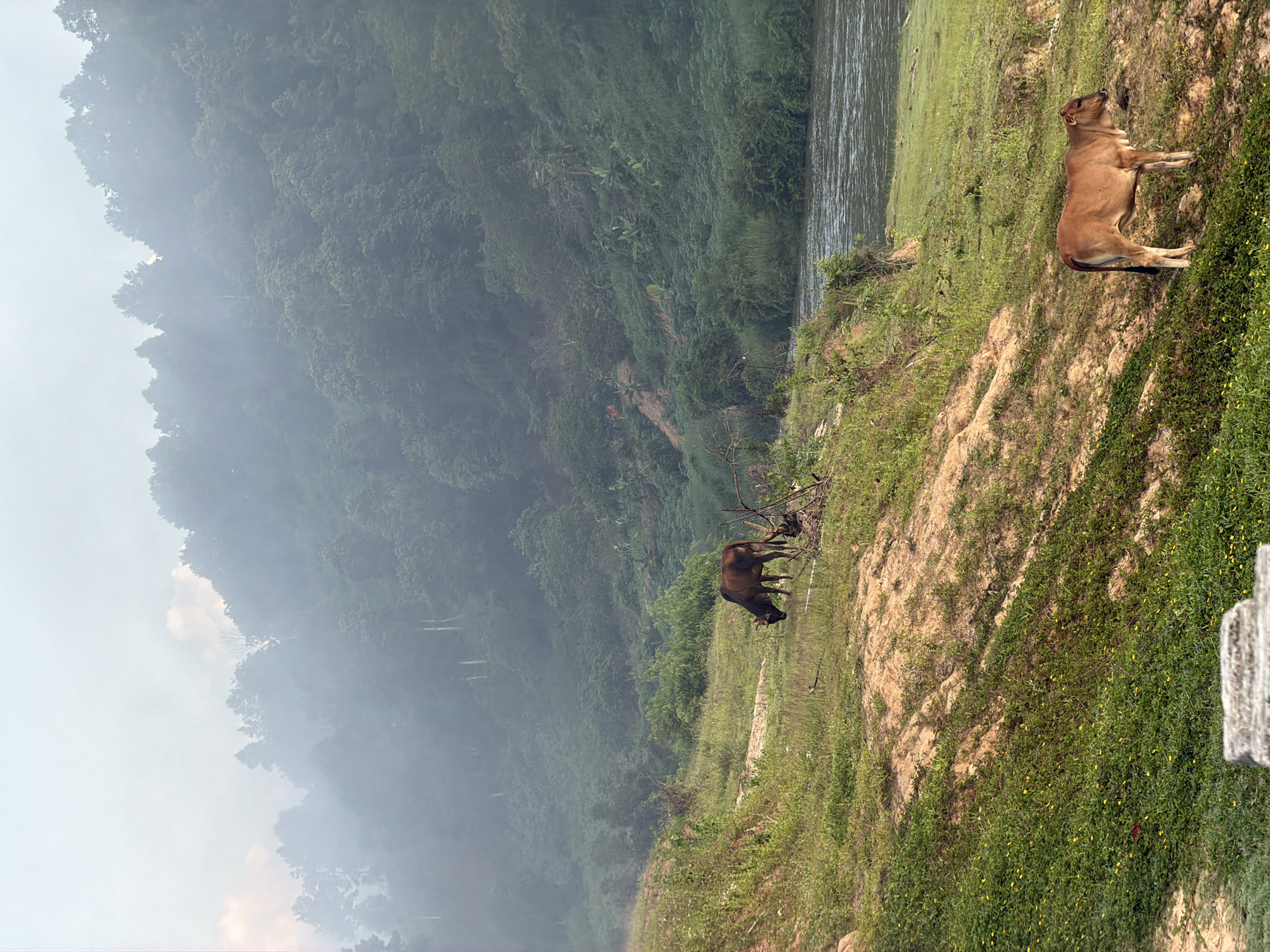 The image depicts a rural landscape scene in Nam Khanh Vinh, Vietnam. In the foreground, a young light brown cow stands on a grassy slope dotted with small yellow flowers. Further up the slope, a darker brown cow grazes. The slope overlooks a river with gentle ripples. The background features a dense, misty forest covering a hillside, with the tops of trees disappearing into a hazy sky. The overall atmosphere is serene and natural.