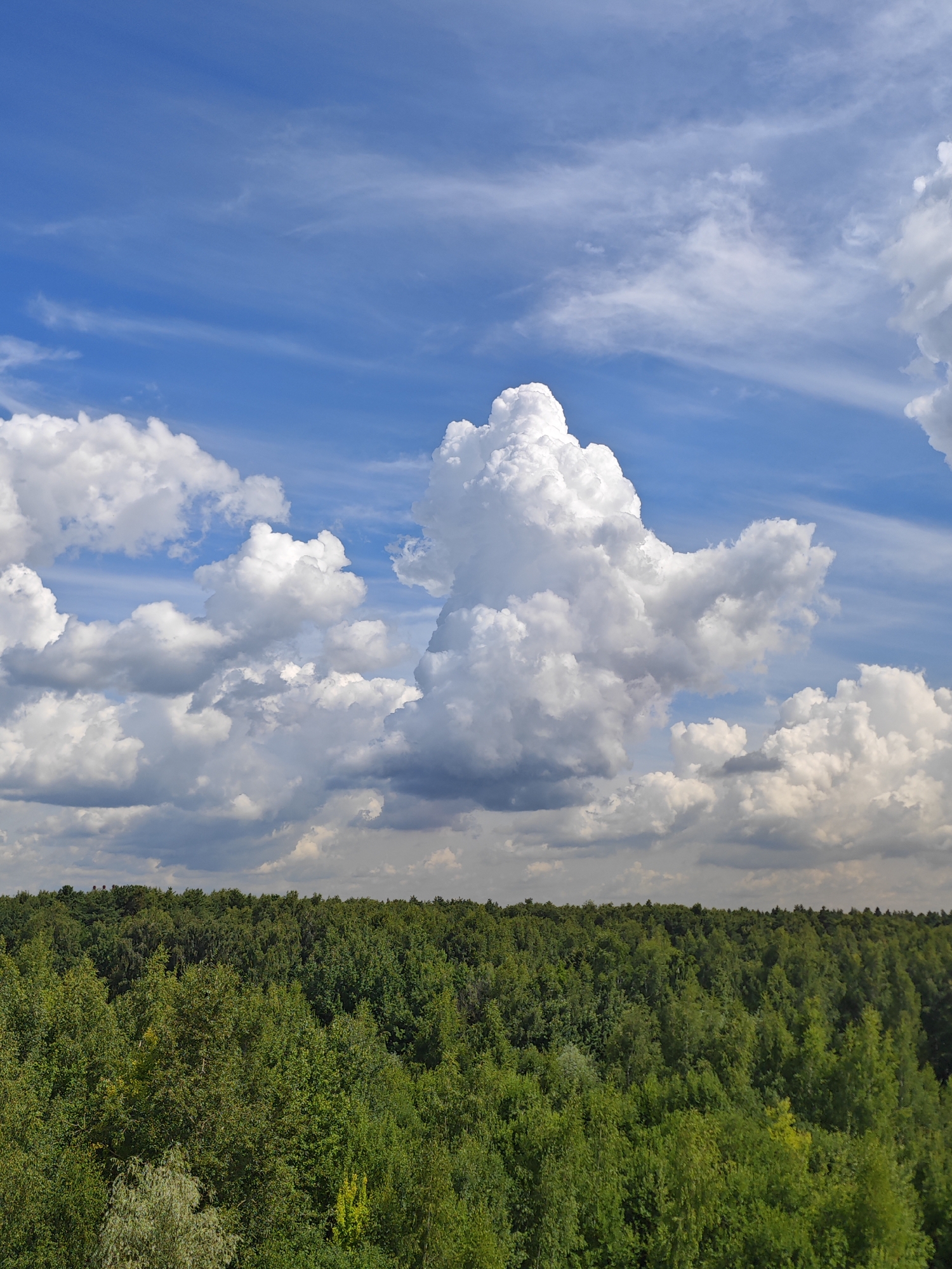 The image shows a dense forest under a dramatic sky filled with white and grey clouds. The forest appears to be a mix of deciduous and coniferous trees, with varied shades of green indicating different types of foliage and possibly varying sunlight exposure. The horizon is flat, with no visible man-made structures or clearings in the forest canopy. The sky dominates the upper half of the image, with wispy cirrus clouds streaking across a vibrant blue background, interspersed with larger, more voluminous cumulus clouds. The lighting suggests it is daytime, with the sun likely to the left or behind the viewer, casting shadows and highlighting the texture of the clouds and trees. The overall impression is one of a natural, expansive landscape, possibly a protected forest or park area. There are no people or animals visible in the frame. The scene is likely a natural reserve or a large park within or on the outskirts of Moscow, Russia, given the prevalence of similar expansive forested areas that are accessible for recreation and conservation.
