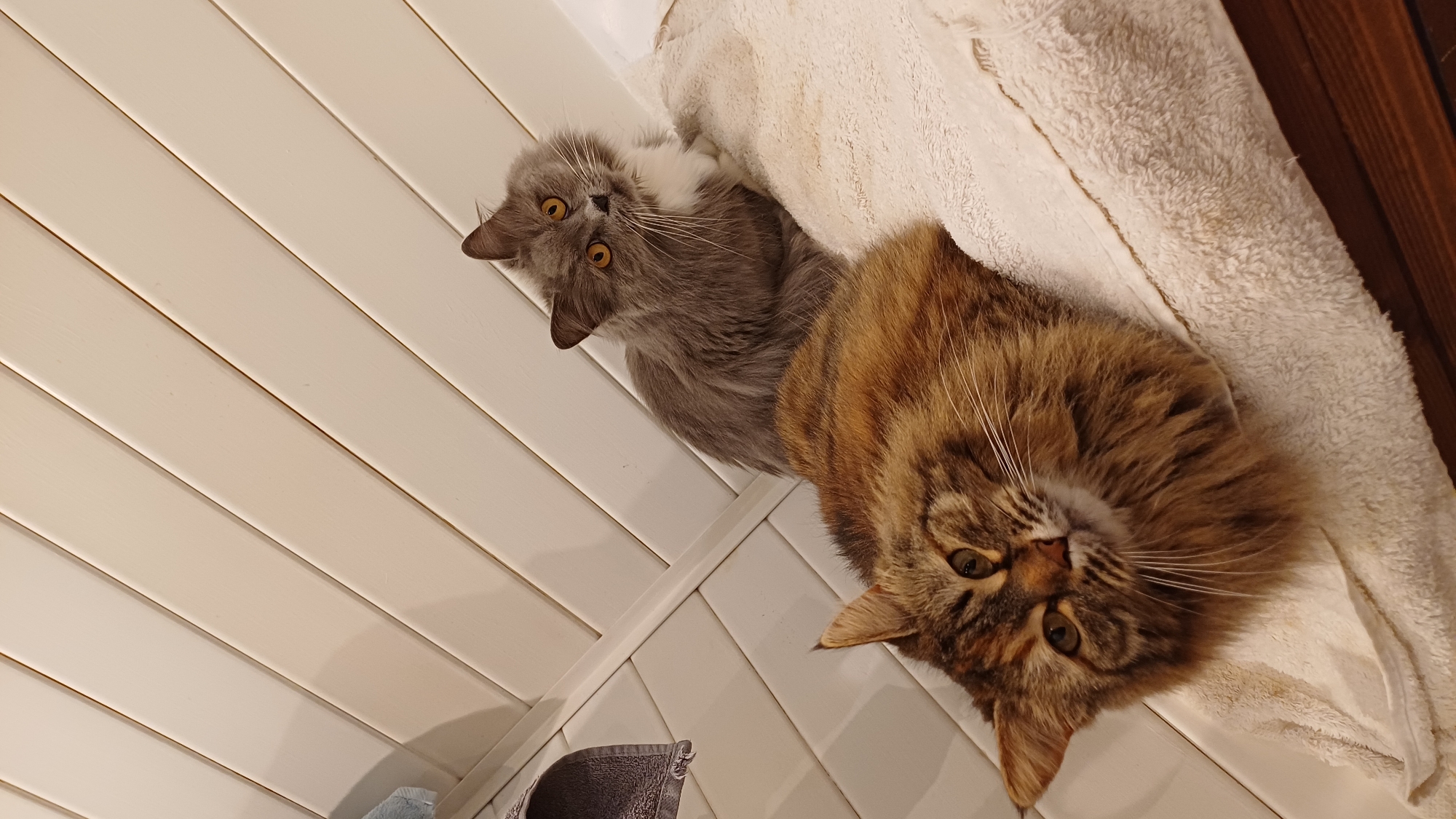 Two cats are lying on a white surface, possibly a bed or countertop. One cat is grey with yellow eyes and a white patch on its chest. The other cat is brown and tabby with green eyes. The background is a white wall with horizontal panels. A grey towel is visible in the lower left corner. The image seems to be taken at an angle, with the viewer looking up at the cats. There is no evidence to suggest that this image was taken in Timokhovo, Russia.