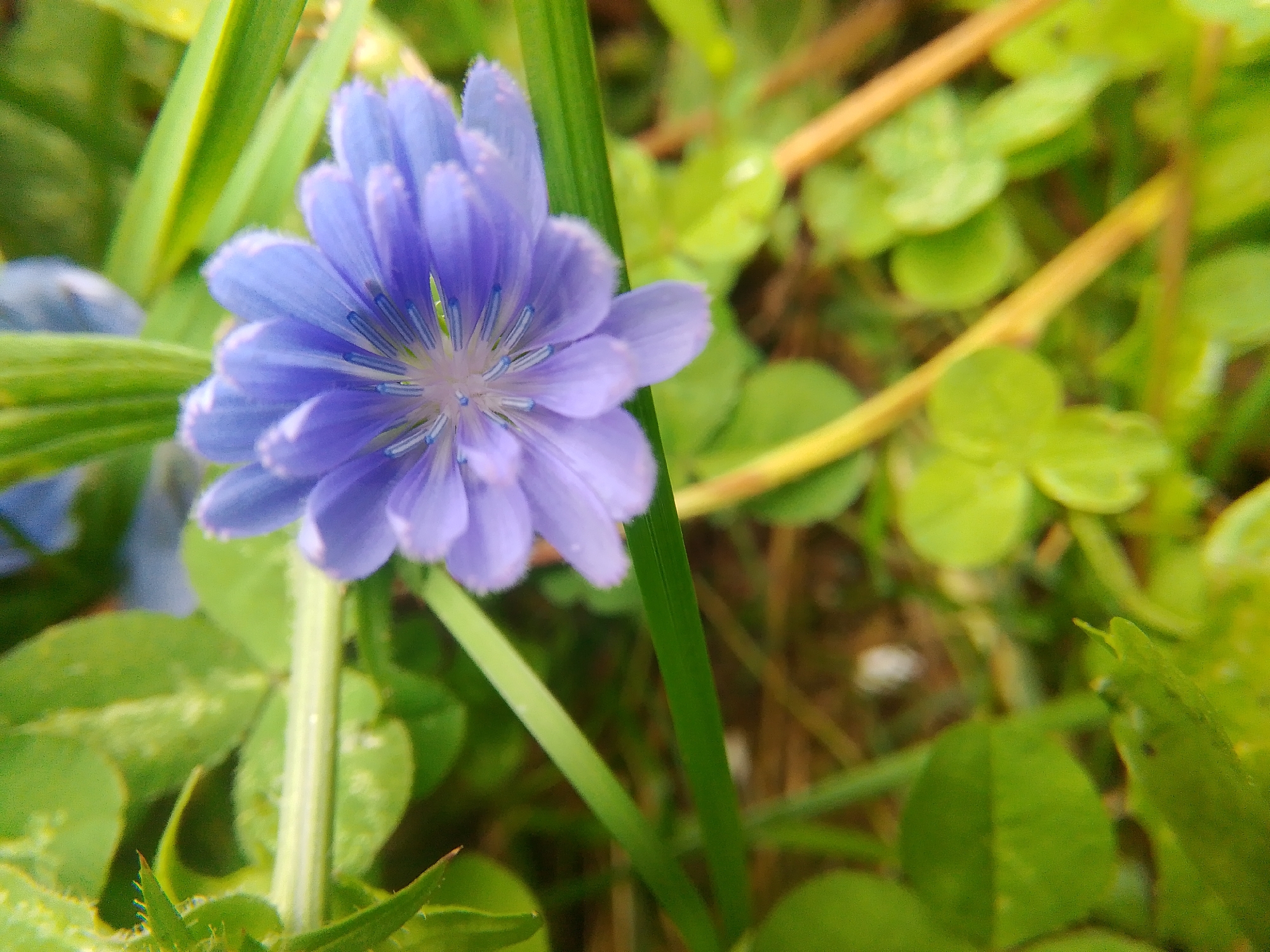 A close-up, high-angle outdoor shot features a single, vibrant purple chicory flower in full bloom. The flower's delicate petals, edged with a subtle fringe, radiate outwards from a pale center. Blue filaments are visible at the core of the bloom. Lush green foliage, including blades of grass and clover leaves, surrounds the flower, with some yellow stems also present in the background. The setting appears to be a natural environment, likely a park or garden, with dappled light suggesting it is daytime. There are no people or animals in the image. This image was taken in Dobrograd, Russia.