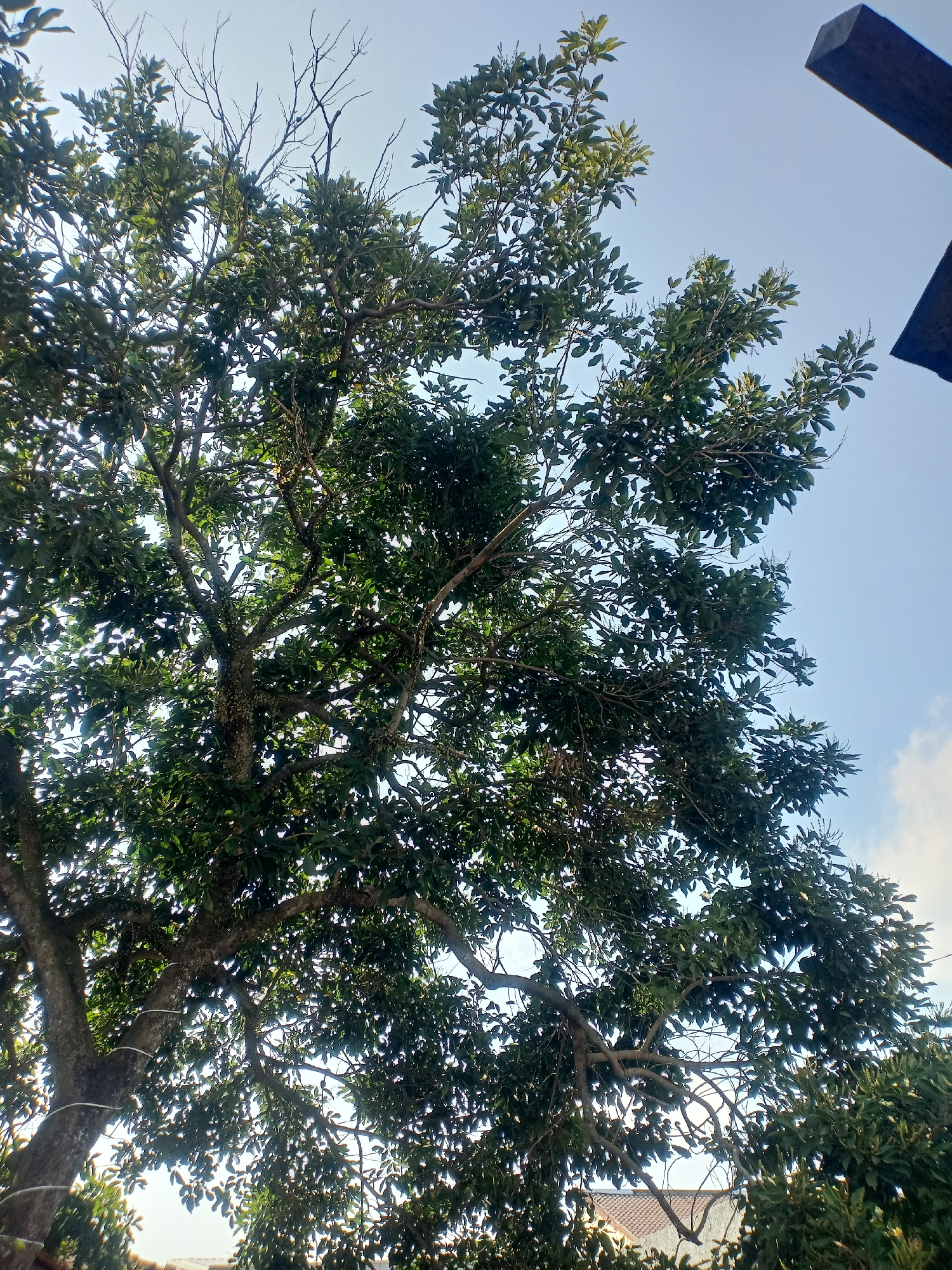 An upward-angle shot shows the branches and lush green foliage of a large tree against a clear blue sky. A section of a wooden beam is visible in the upper right corner of the frame. The lower portion of the image reveals rooftops and more greenery, suggesting an urban or suburban setting. The scene appears to be located in Semarang, Indonesia.