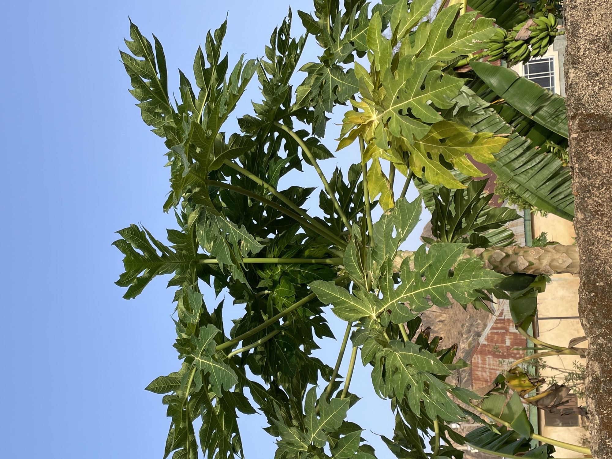The image shows a papaya tree with green, deeply lobed leaves. A bunch of green bananas is visible among the leaves. Behind the trees, a building with a window can be seen. The backdrop includes a light blue sky. The location is Jos, Nigeria. The composition suggests the photo was taken from a low angle, looking upwards towards the sky.