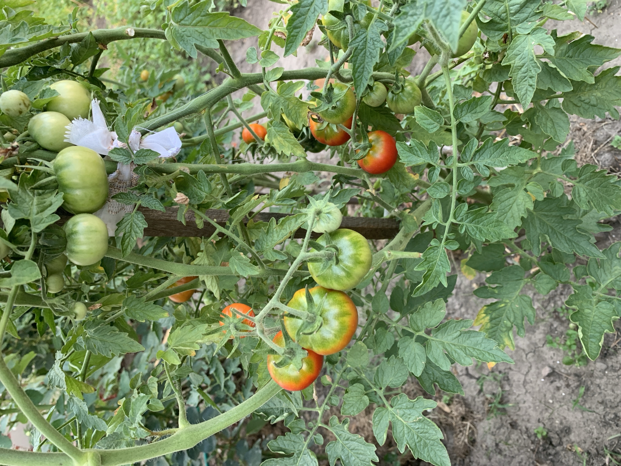 A close-up, vertical, eye-level shot captures a tomato plant laden with ripening fruit in what appears to be an outdoor garden setting. The plant's thick, fuzzy green stem is prominent on the left, branching out to support numerous clusters of tomatoes.
The tomatoes vary in color from deep green to a vibrant red, with many showing an attractive gradient of red, orange, and green. Some are round, while others are slightly flattened. A few tomatoes are still small and green, indicating the plant is in various stages of fruit development. The leaves of the tomato plant are deeply lobed and a rich green, with a slightly serrated edge.
Among the tomatoes, a small piece of white fabric, possibly used to protect the fruit from pests or the sun, is visible, tied to a stem. The background is softly blurred, revealing more of the tomato plant's foliage and the earthy ground below, which appears to be soil mixed with some dry leaves and sparse vegetation. The overall impression is one of abundance and natural growth.
The location is identified as Kolomyia, Ukraine, suggesting the image was taken in a garden or allotment within this city. There are no people or animals present in the scene.