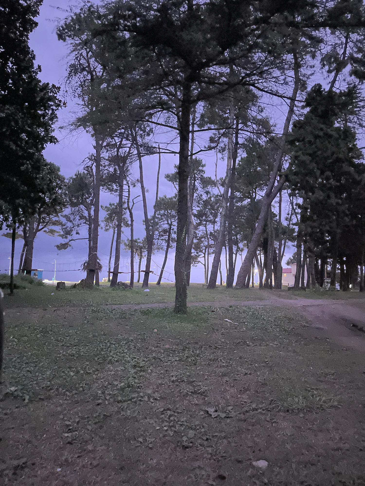 In Ureki, Georgia, a group of tall pine trees stand amidst a grassy area leading towards the sea. The sky is a deep twilight purple, indicating either dawn or dusk. In the distance, a short bridge-like structure spans across a body of water, and beyond that, a white building with a red roof is visible. The scene appears to be a park or a recreational area, with some elements suggesting an adventure park, possibly including ziplines or rope bridges. The overall atmosphere is serene and peaceful, with the natural beauty of the trees and the sea dominating the landscape.