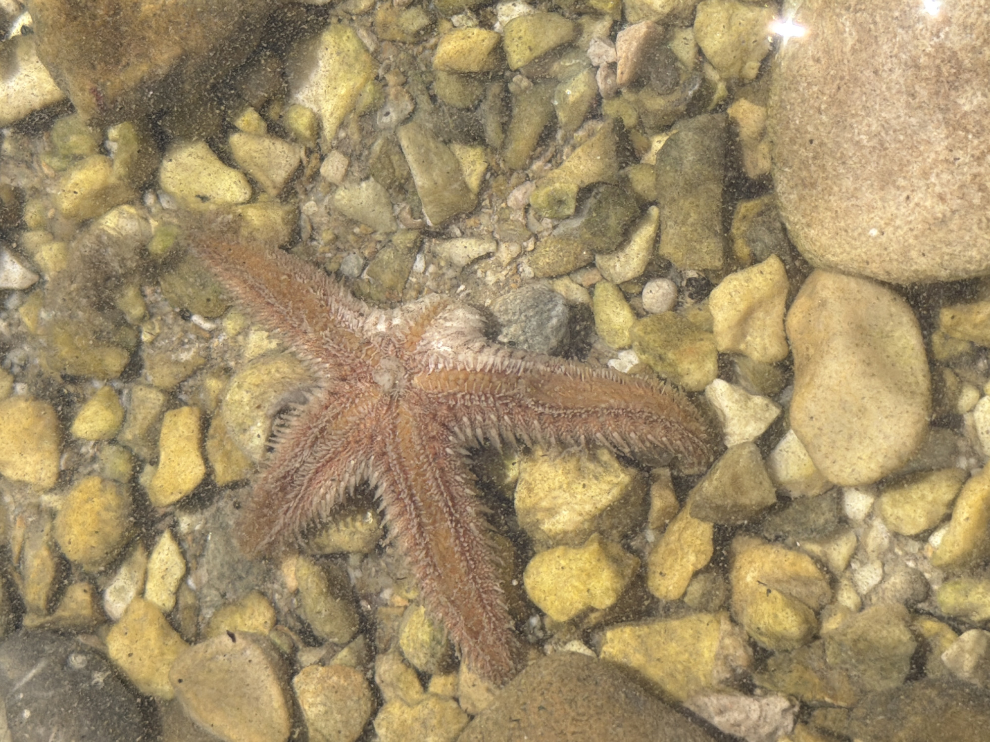 A single, reddish-brown starfish rests on a bed of submerged stones of varying sizes and colors, ranging from yellow and green to gray and brown. The water is clear, allowing the details of the starfish's spiny texture and the rough surfaces of the stones to be visible. The starfish is positioned in the center of the frame, with its arms spread out. The environment appears to be a shallow, rocky area, consistent with the coastal waters of Banići, Croatia. There are no people or other animals visible in the image.