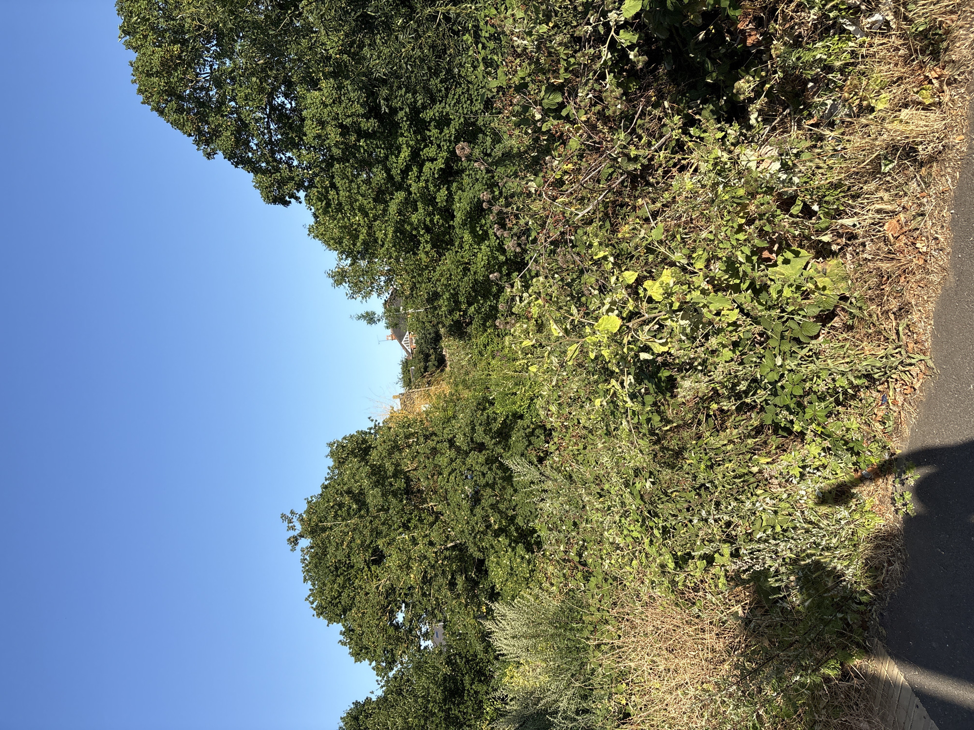 A clear, bright, sunny day is depicted, with a deep blue sky dominating the upper portion of the image. The lower half of the frame is filled with dense, overgrown vegetation, primarily consisting of various green plants, bushes, and trees. Some dry, brown grasses are visible in the foreground, suggesting a wild or uncultivated area. In the mid-ground, peeking through the foliage, are the rooftops of houses, indicating a residential area. The scene appears to be an undeveloped plot of land situated near houses, potentially on the outskirts of Chelmsford, United Kingdom. A shadow of a person holding a camera is cast on the ground in the lower left corner, indicating the presence of the photographer.
