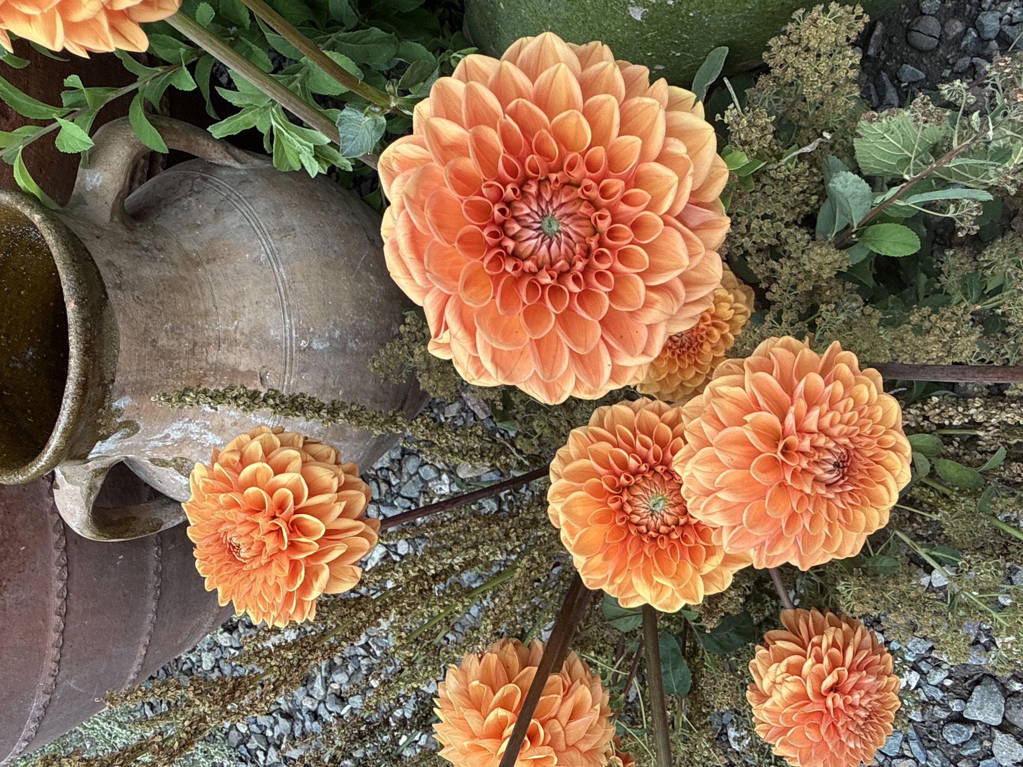 An overhead, slightly angled medium shot captures a cluster of vibrant orange dahlia flowers in an outdoor setting. The flowers, with their numerous tightly packed petals, are the primary subjects. One large dahlia dominates the right side of the frame, its intricate petal structure clearly visible. To its left, several smaller dahlias are arranged, some in full bloom and others partially obscured.
Behind the flowers, the environment suggests a garden or yard. To the upper left, a portion of a large, weathered, dark brown ceramic pot is visible, its surface textured and slightly aged. Adjacent to it and slightly to the right is a smaller, lighter brown, antique-looking ceramic jug with a distinct handle.
The ground beneath the flowers is a mix of small, grey gravel and dried, brown plant matter, possibly seed heads or spent foliage. Green foliage and stems from the dahlias and other plants are interspersed throughout the scene, adding depth and contrast. The overall impression is one of a still life arrangement in a garden, emphasizing the beauty and texture of the flowers and antique pottery. The scene is illuminated by natural light, casting soft shadows and highlighting the rich colors of the dahlias. The location is identified as being in the city of Dilijan, Armenia.
