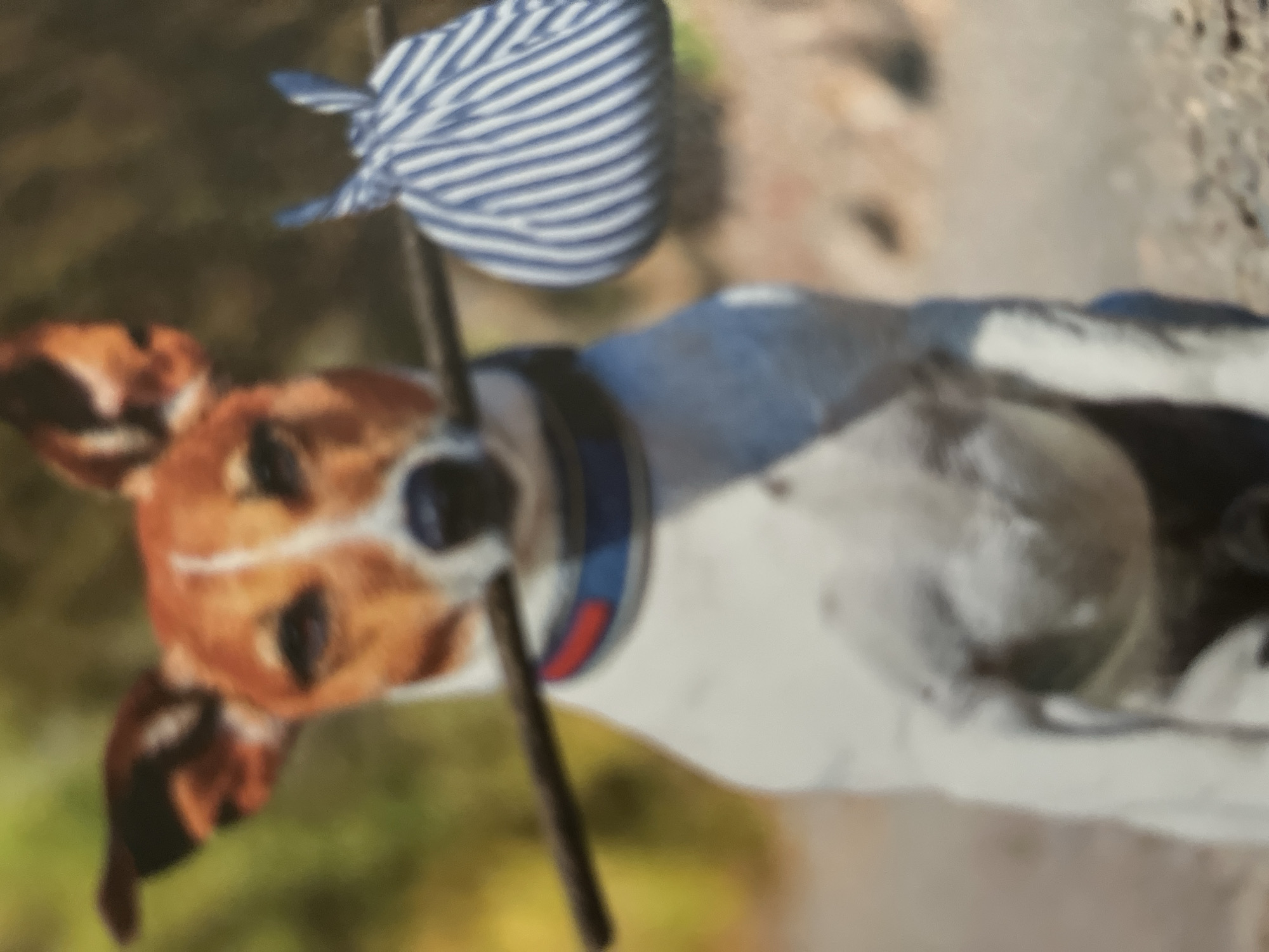 Located in the city of Tyumen, Russia, a white and brown Jack Russell Terrier is positioned centrally in an outdoor setting. The dog has prominent brown patches on its face and ears, with the remainder of its visible fur being white. It wears a blue collar with a distinct red stripe or patch. The dog is holding a dark brown stick horizontally in its mouth. Suspended from the right end of the stick is a small, rounded bundle of fabric with vertical blue and white stripes, resembling a bindle. The dog's head is tilted slightly forward, and its eyes are directed toward the viewer. The background and foreground are significantly blurred, indicating a shallow depth of field. The blurred background consists of indistinct green and brown hues, suggesting foliage and natural ground cover. The blurred ground beneath the dog appears to be an unpaved surface.